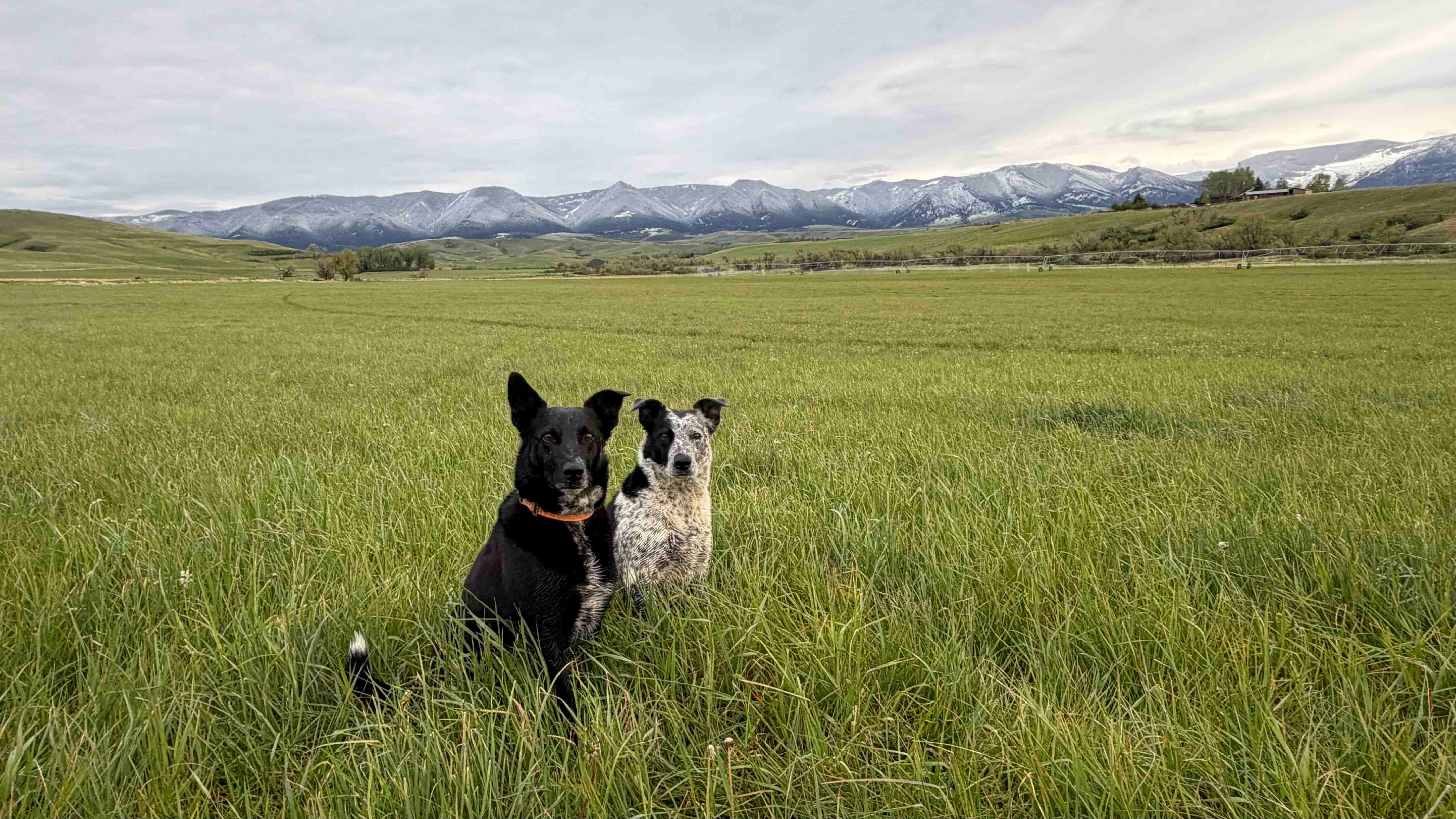 "TY and BO checking hayfields after rain/snow day at the base of the Bighorns."