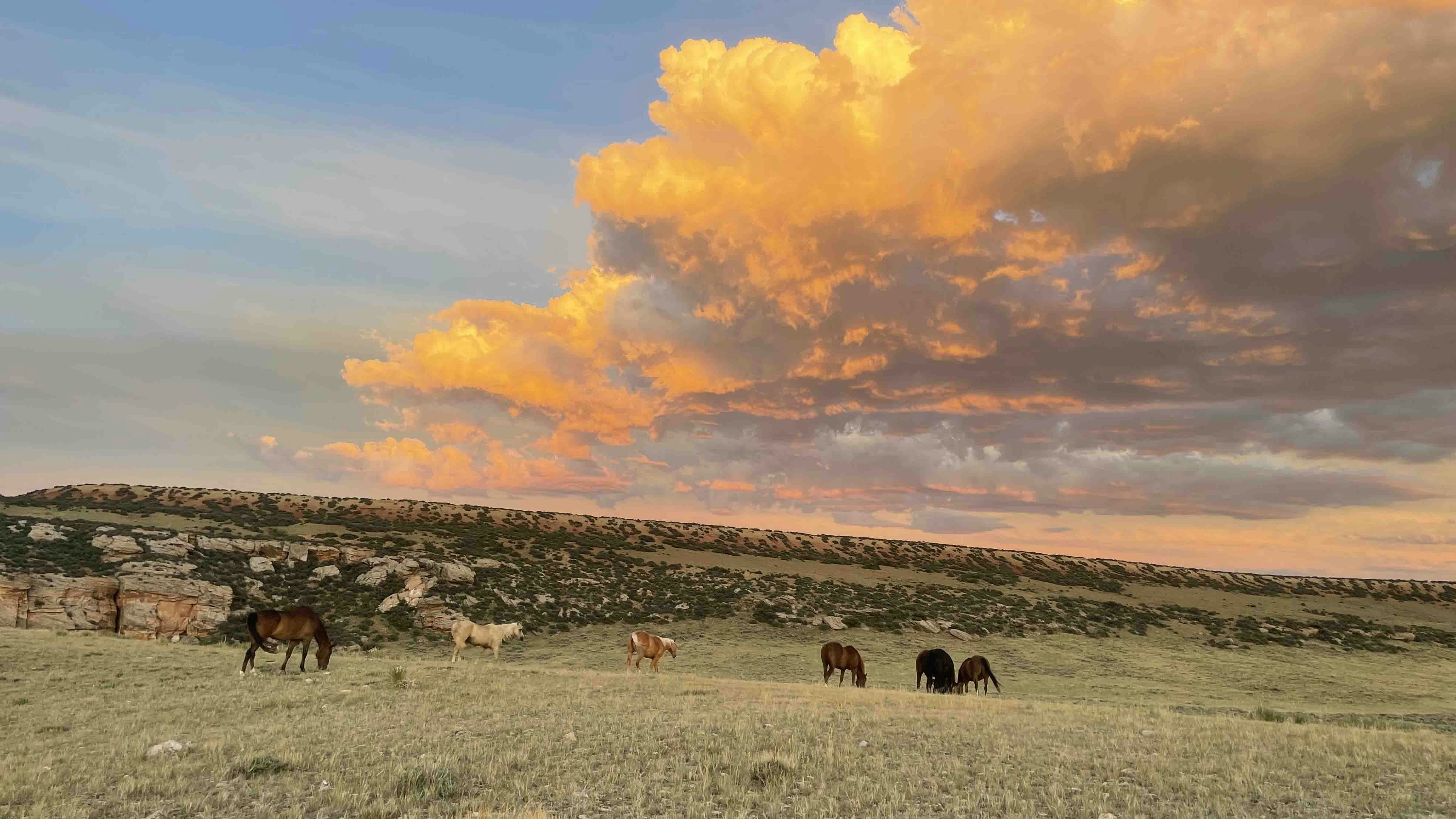 "Sunset gathering horses at Lost Canyon Ranch, southwest of Kaycee on June 27, 2024."