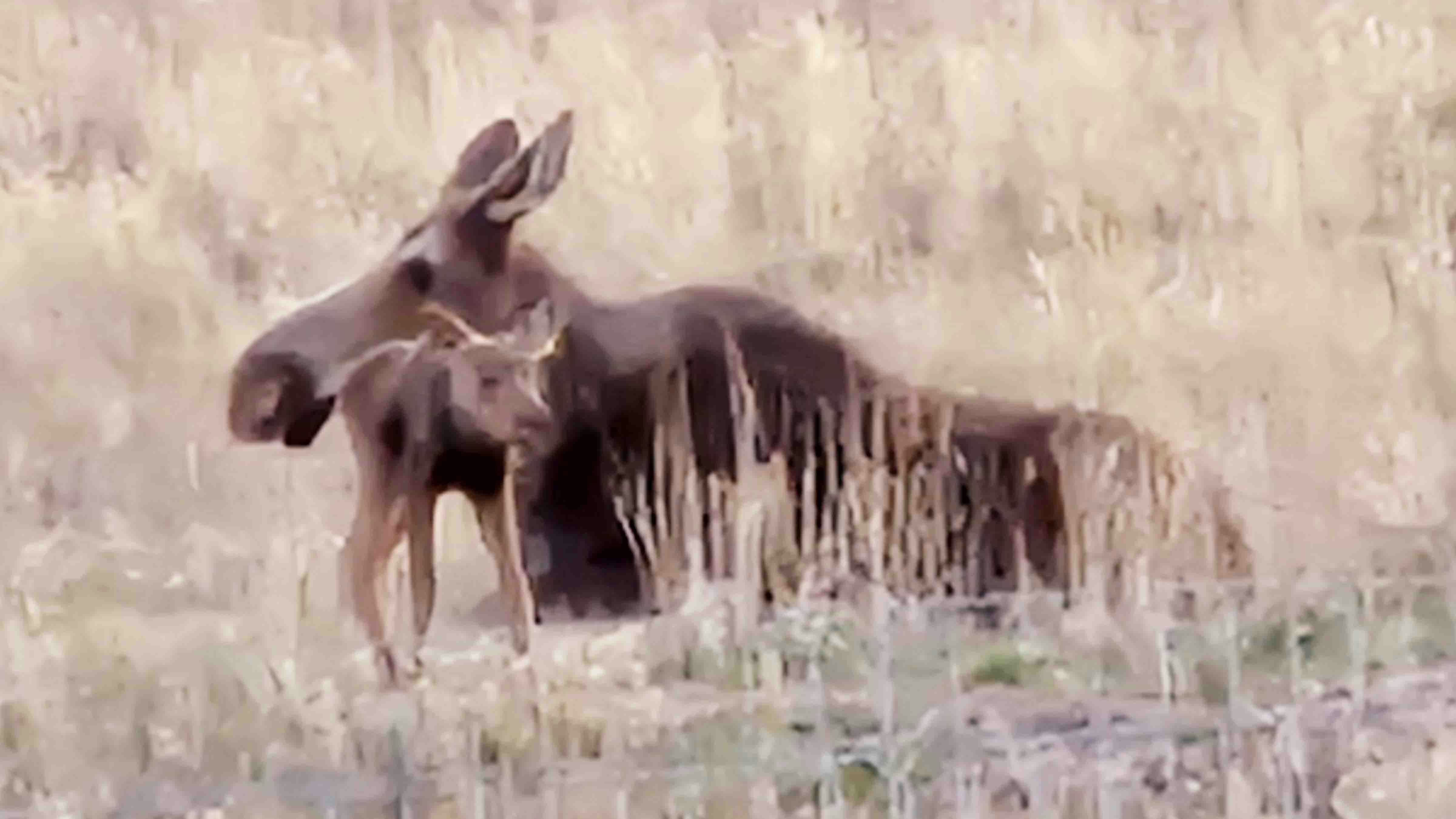 "Quite a surprise in Pinedale. One of the most beautiful moments ever. Minutes or only a few hours old."