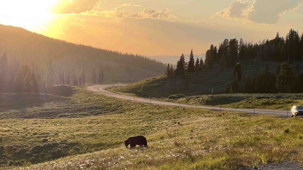 Grizzly bear on Togwotee Pass near sunset