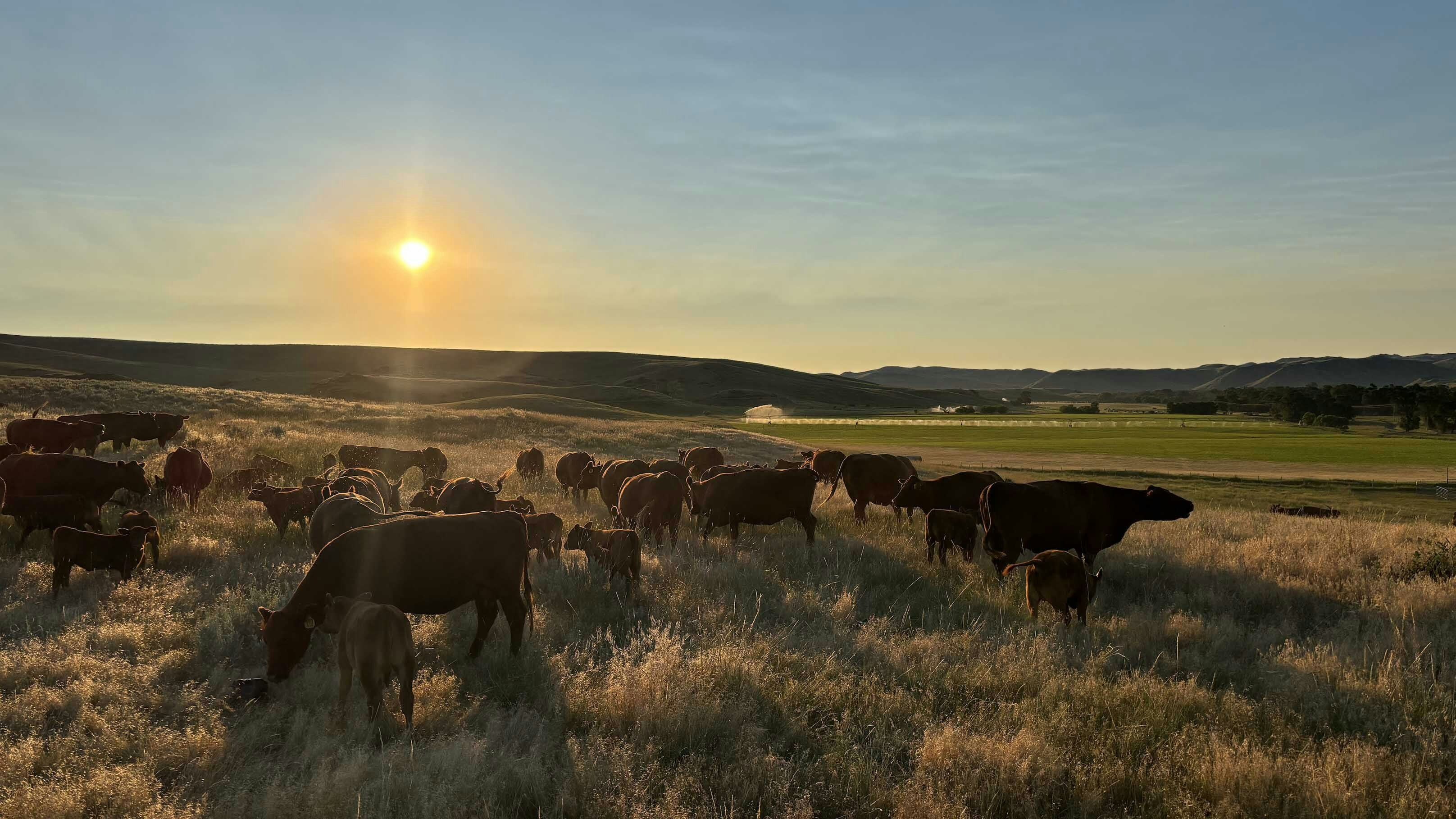 Branding at Red Path Ranch, Banner, Wyoming
