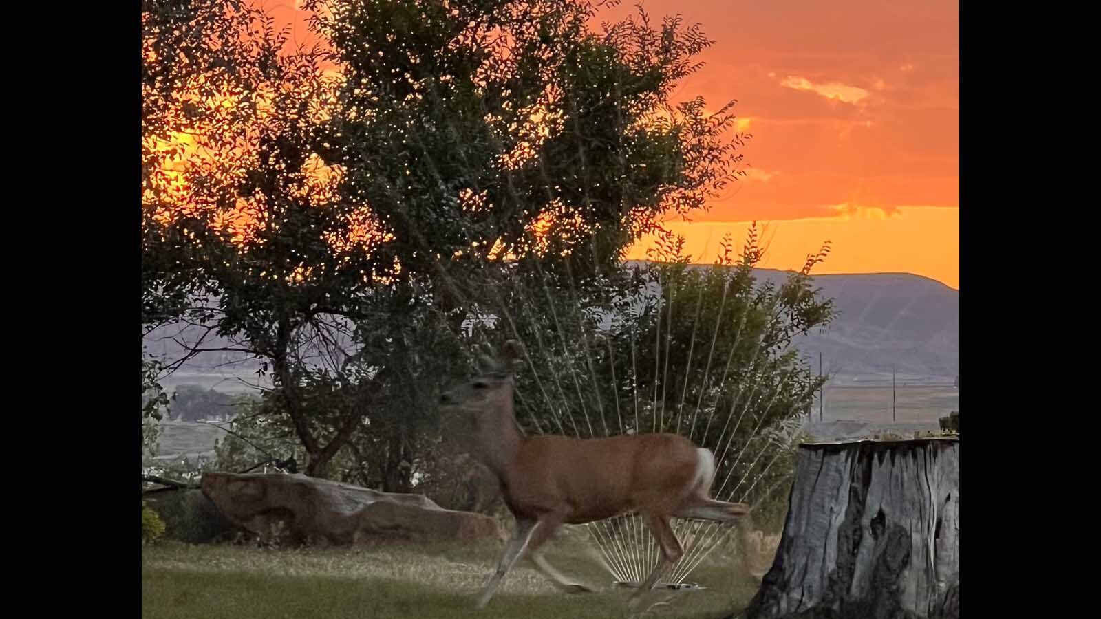 Deer in backyard. Cody, Wyoming on July 18, 2023.