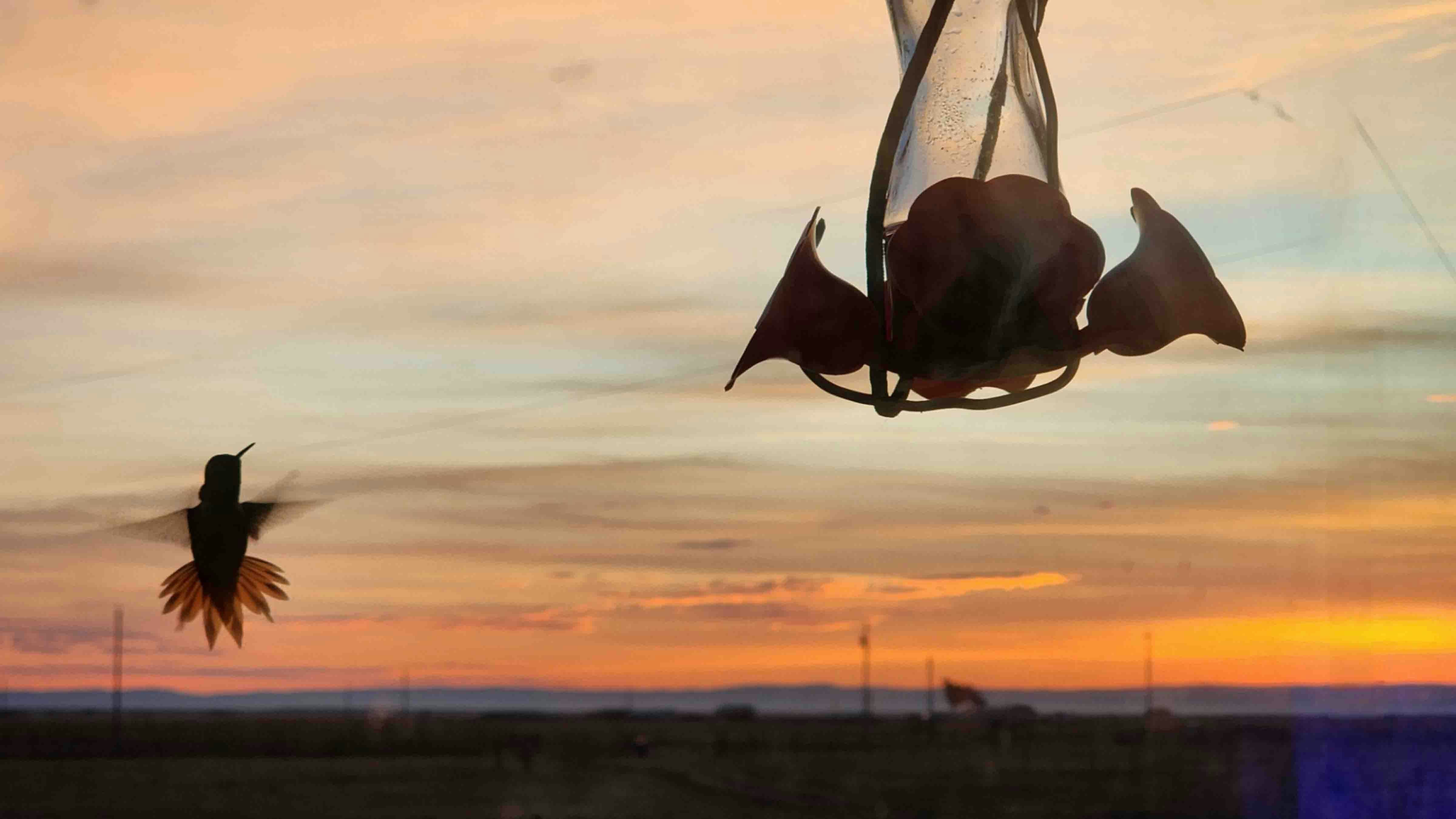 An early morning visitor! Taken near Harmony, Wyoming.