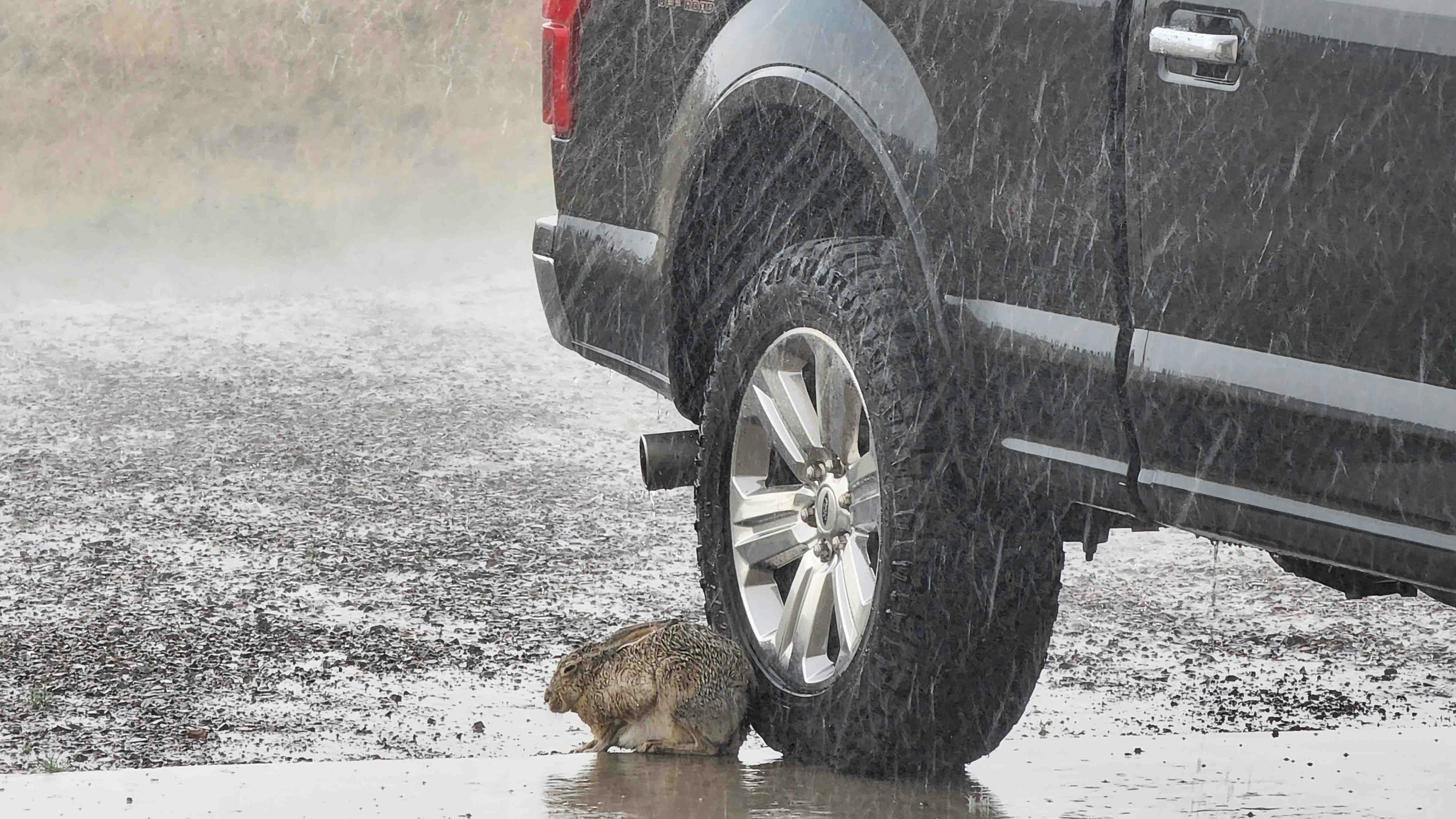 "Jackrabbit finding refuge in a downpour on August 12, 2024, north of Cheyenne."