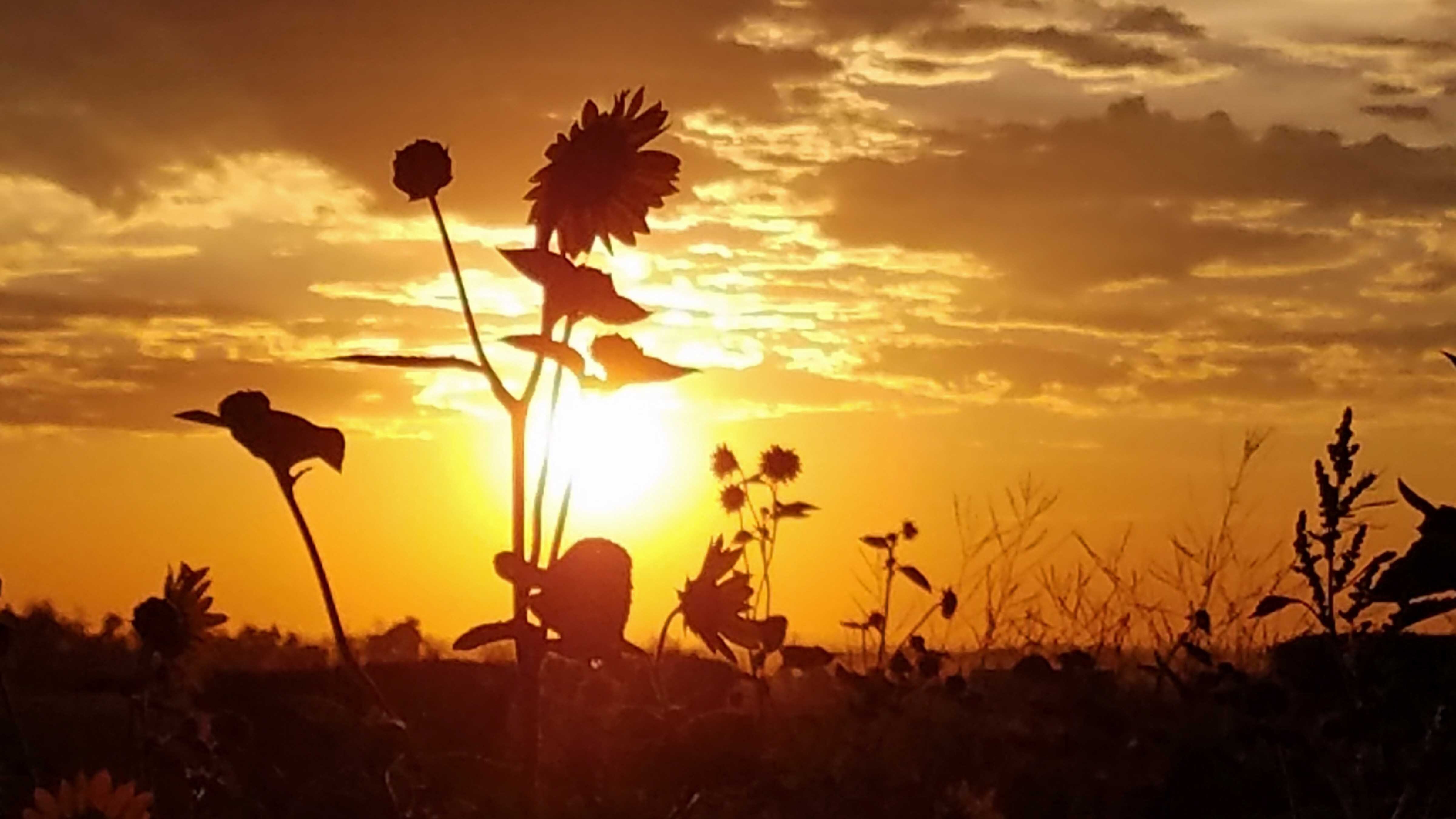 Sunflower silhouette from hayfield near Huntley, Wyoming on August 18, 2023