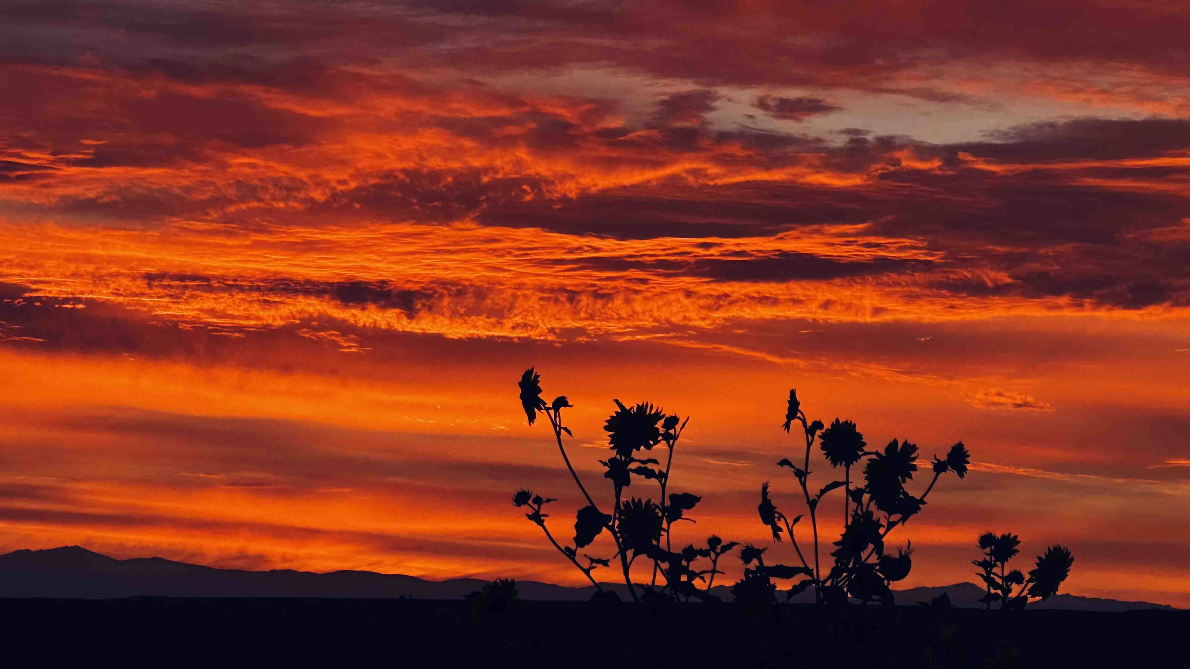 "Nothing better than a beautiful sunrise to start the day off, wild sunflowers against the Bighorn Mountains."