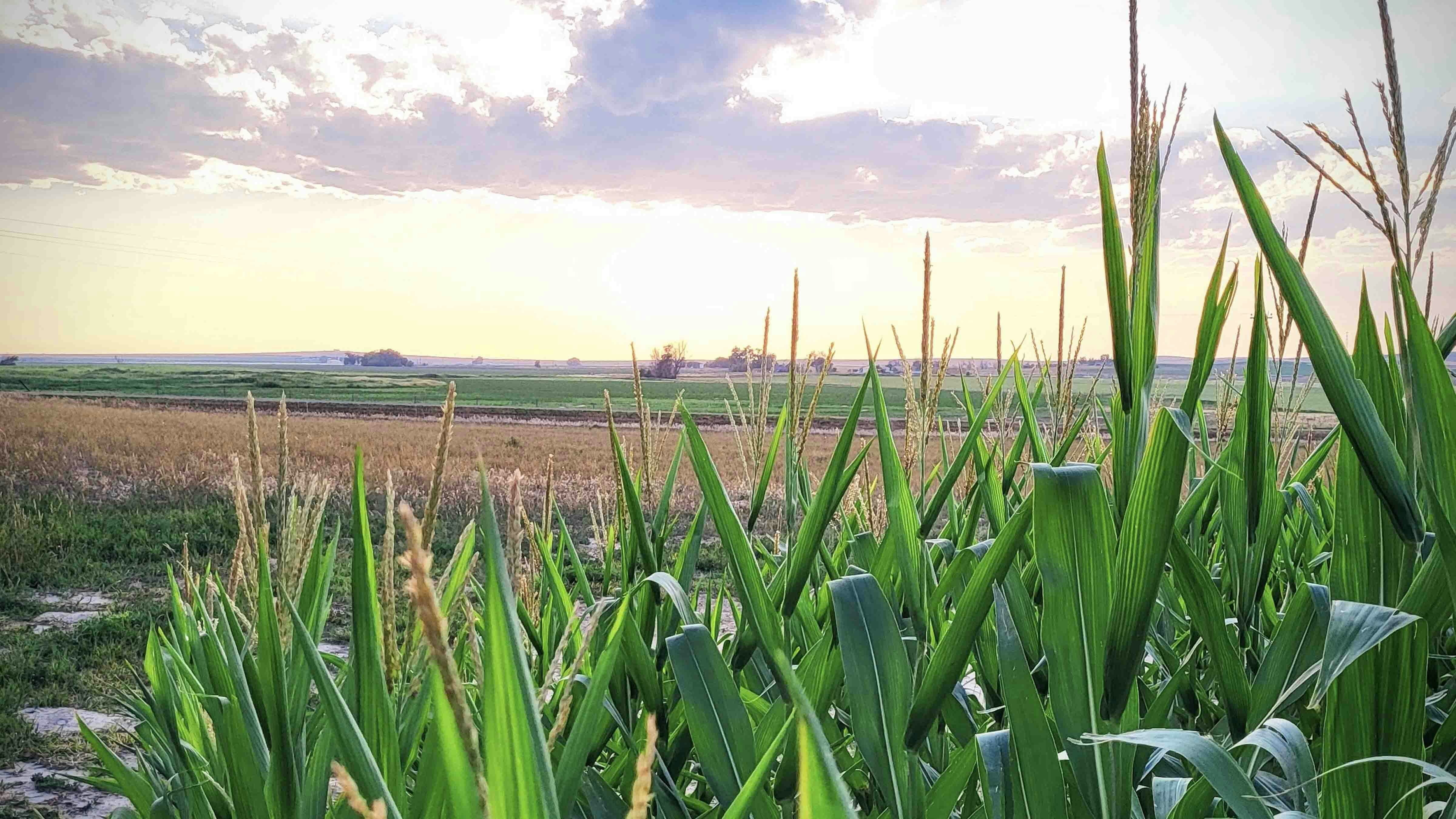 "Sunset over the corn near Huntley, Wyoming on August 3, 2024."