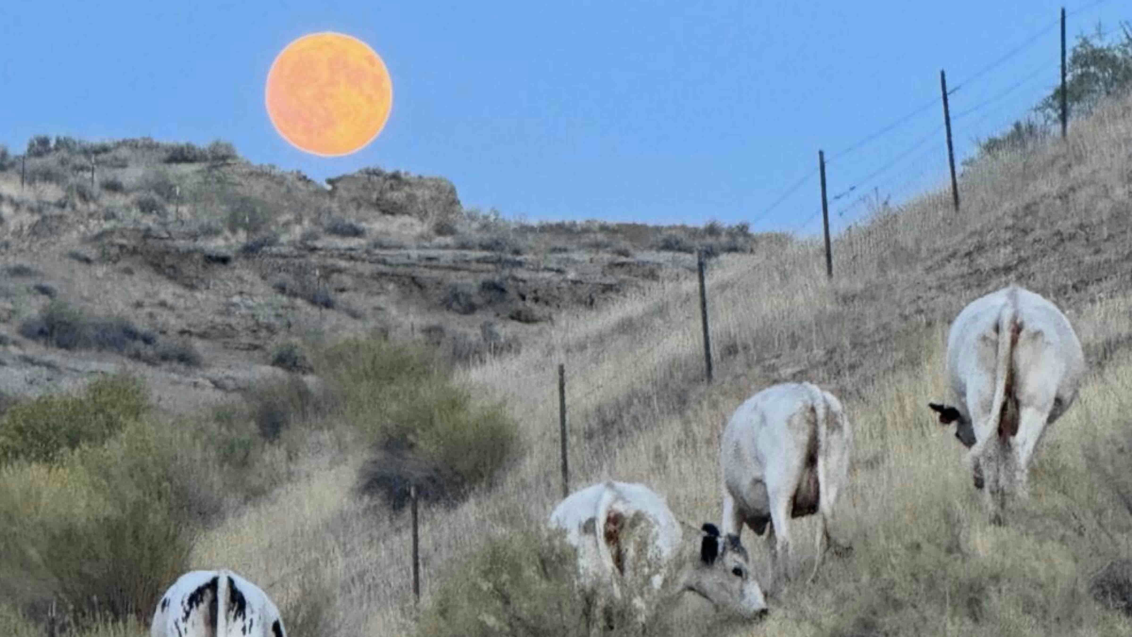 Had to hit the brakes, pull over and back the car up to get these “ladies” and the stunning moonrise. We have come up with some hilarious titles for it. Only in Wyoming.