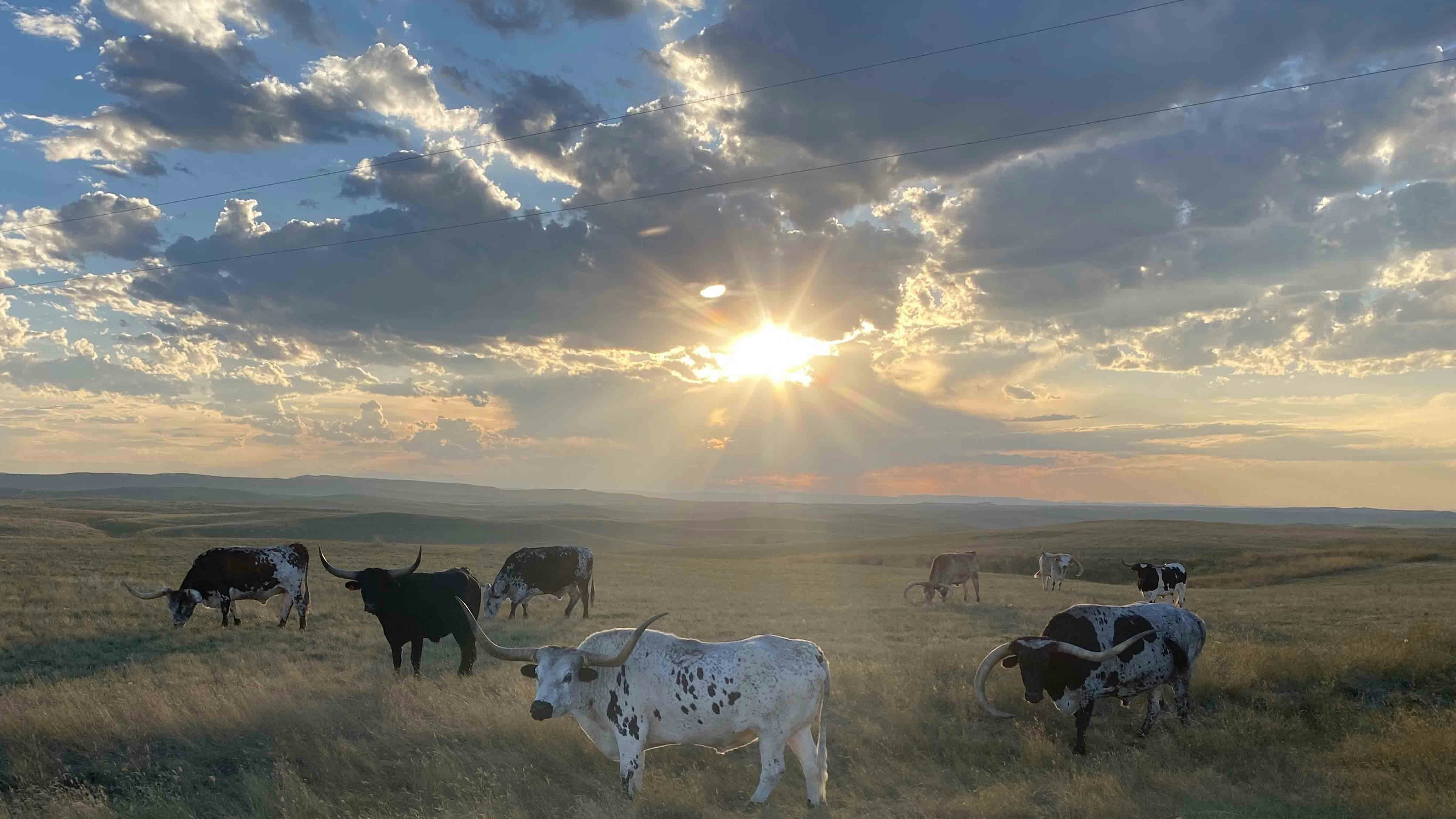 Sun setting over longhorn cattle north of Leiter, Wyoming on Sept. 10, 2023.