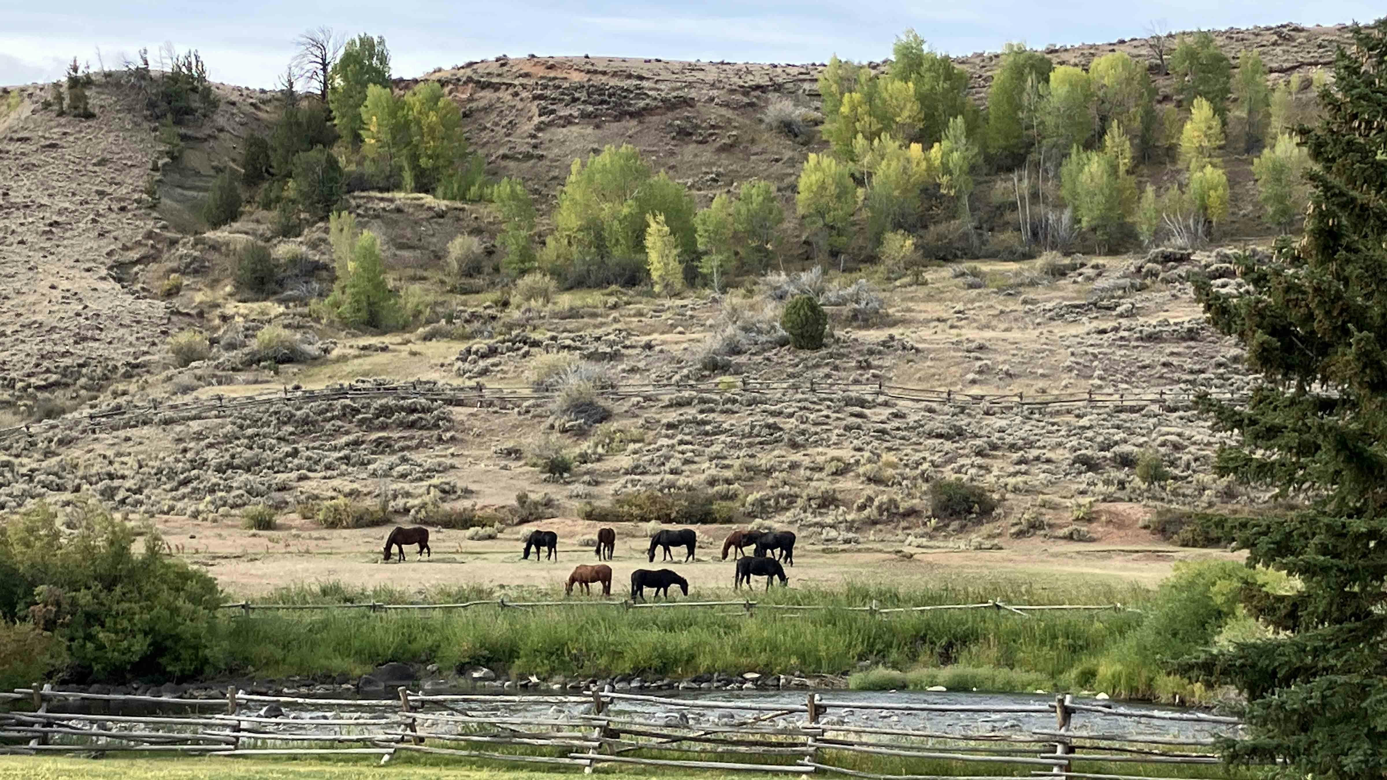 "Box Hanging Three Ranch west of Dubois. 2-3 year old Tennessee Walking horses across the Wind River."