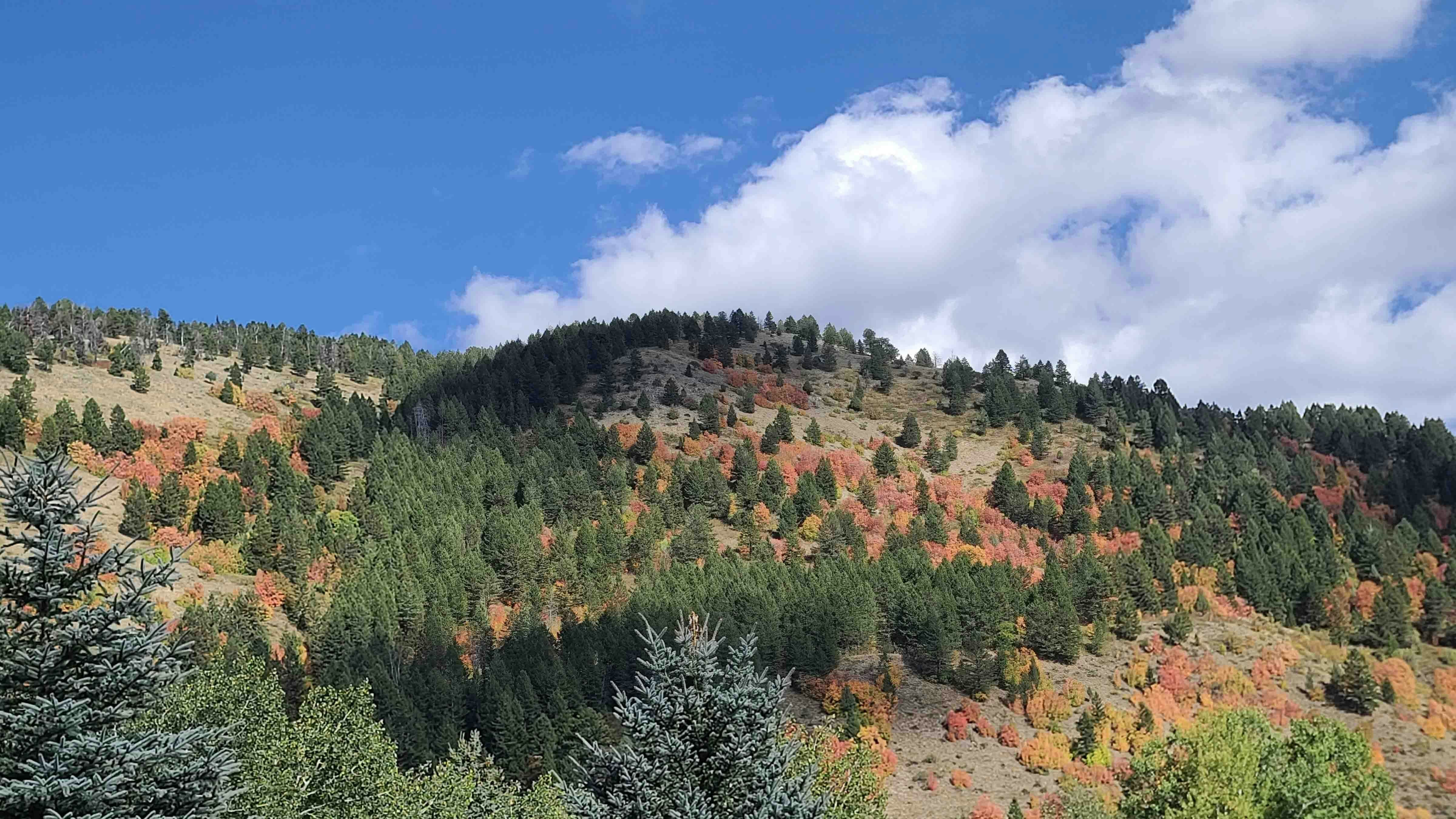   "Fall colors on the Salt River Range. We are unusually blessed to live in such beauty in Wyoming."