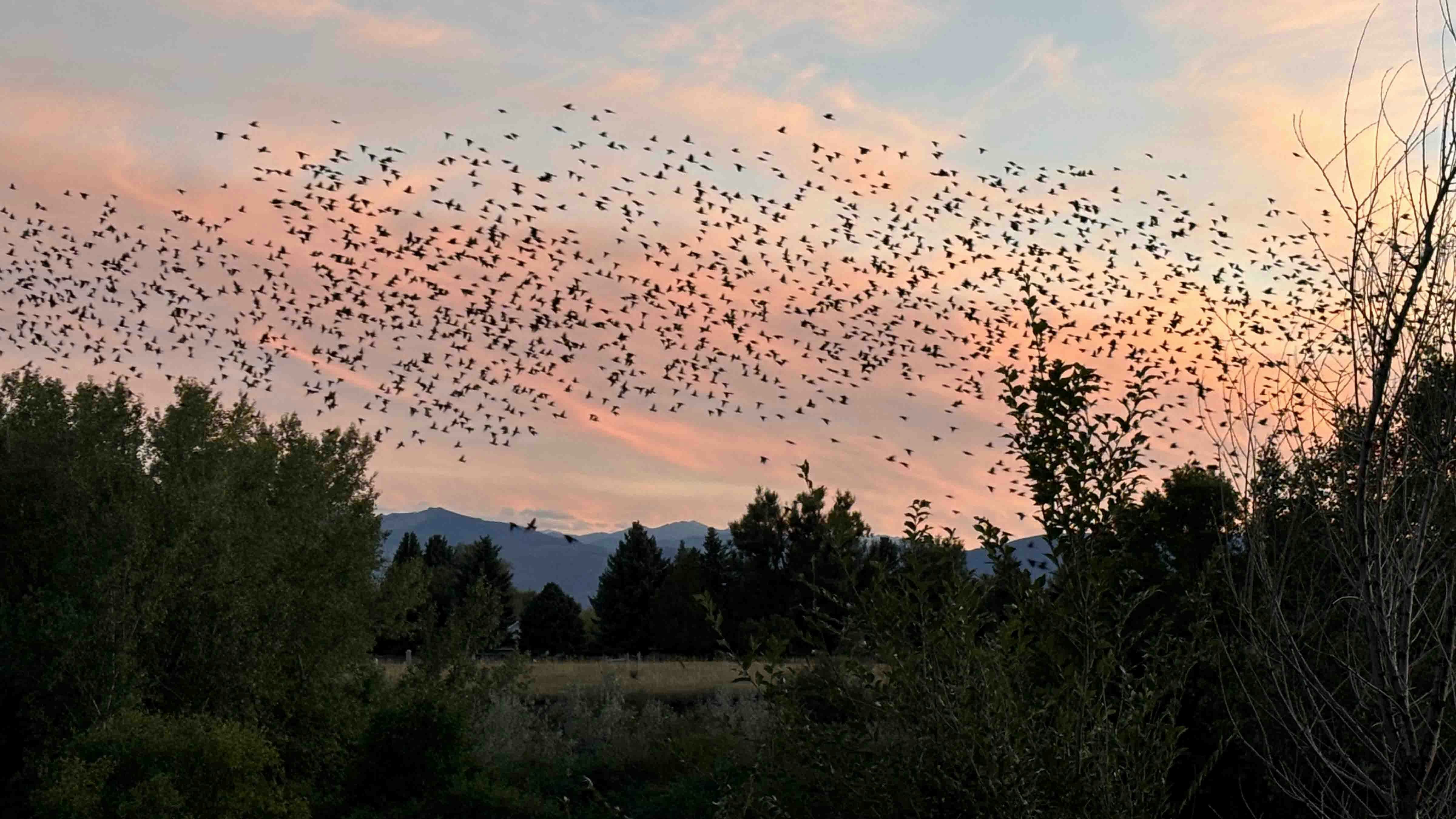 Starlings roosting in Sheridan on Sept 22, 2024