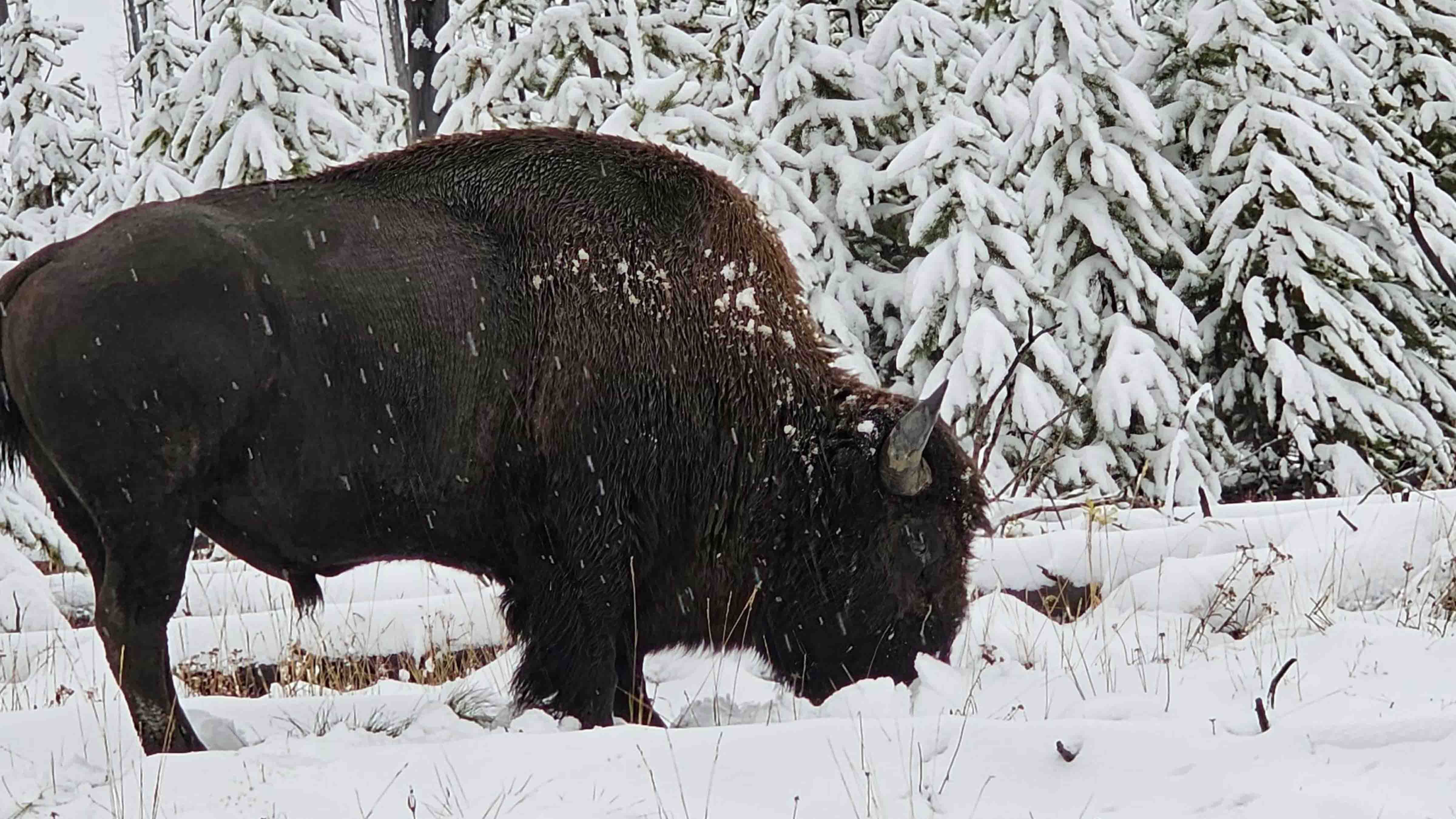 Snowfall in Yellowstone on Sept 23, 2023.