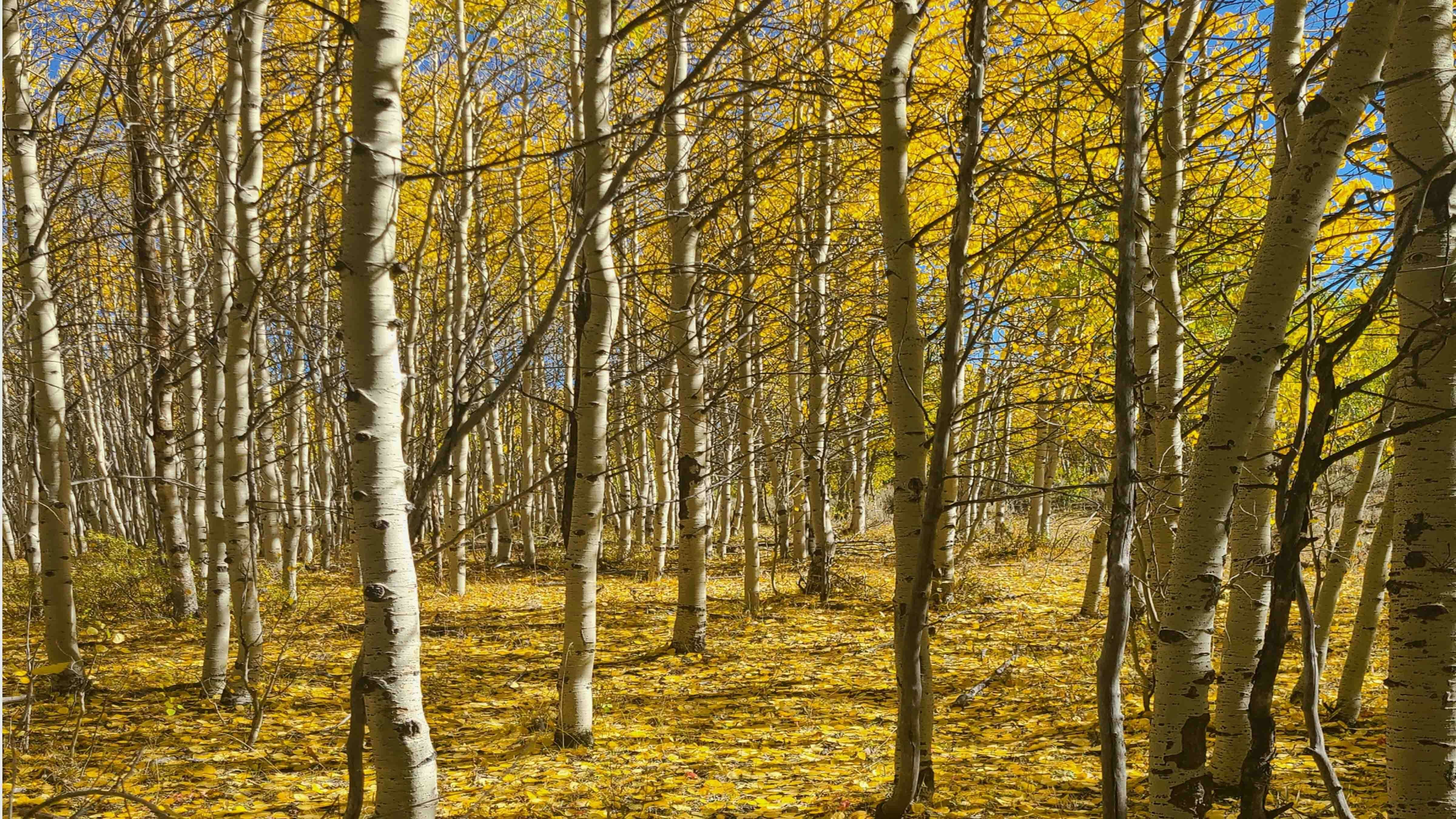 "A golden carpet in the Winds above Pinedale on Sept 29, 2024"