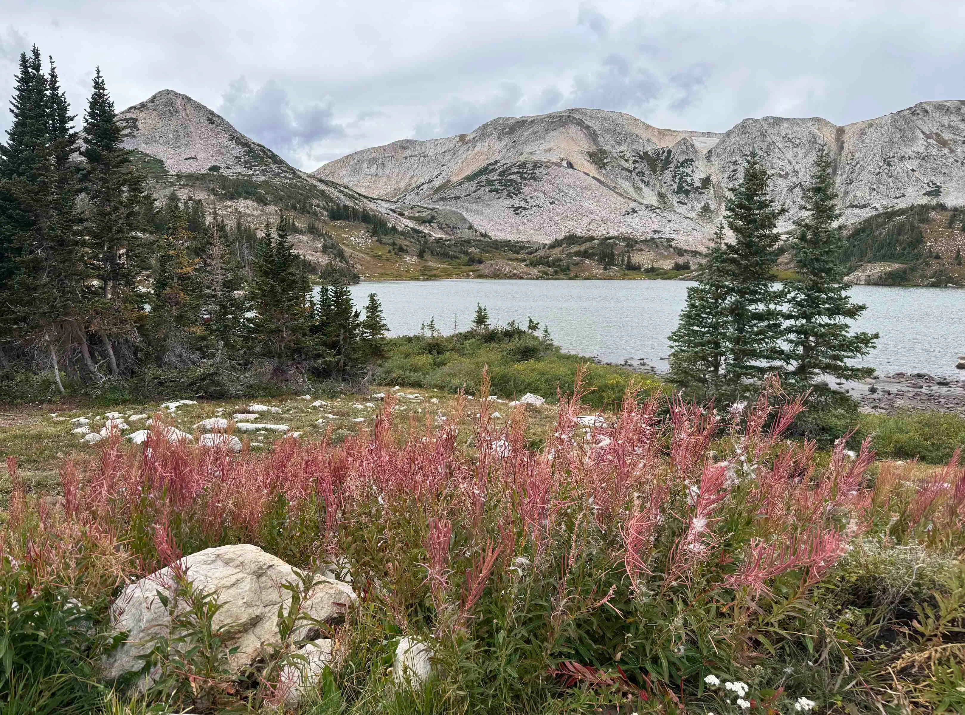 Fireweed at Lewis Lake in the Snowy Range
