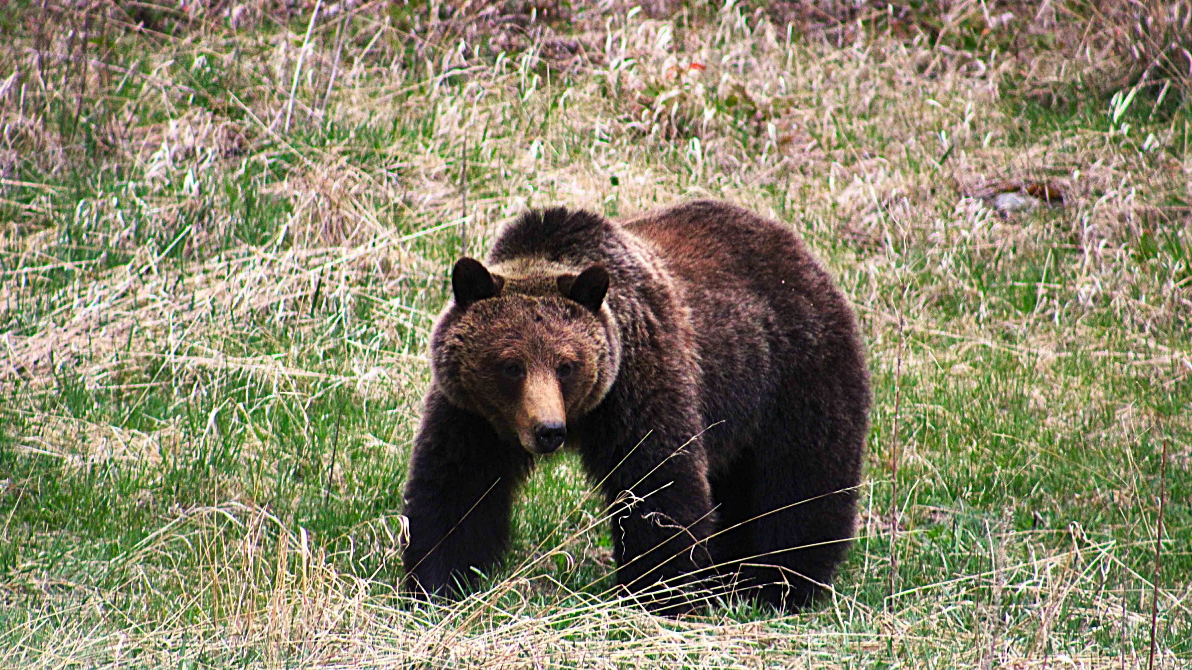 "First bear this year. North Fork, west of Cody."