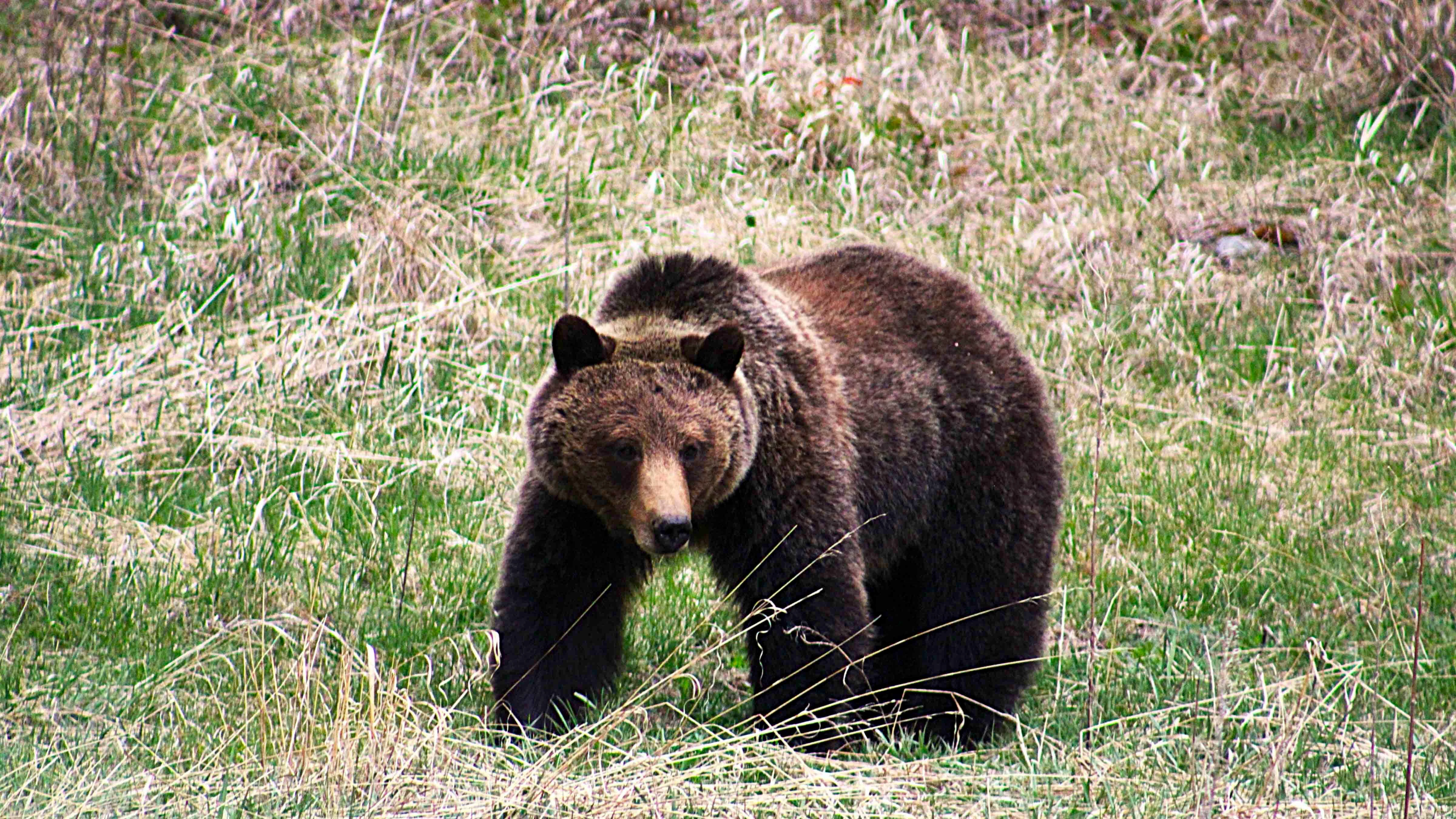 "First bear this year. North Fork, west of Cody."