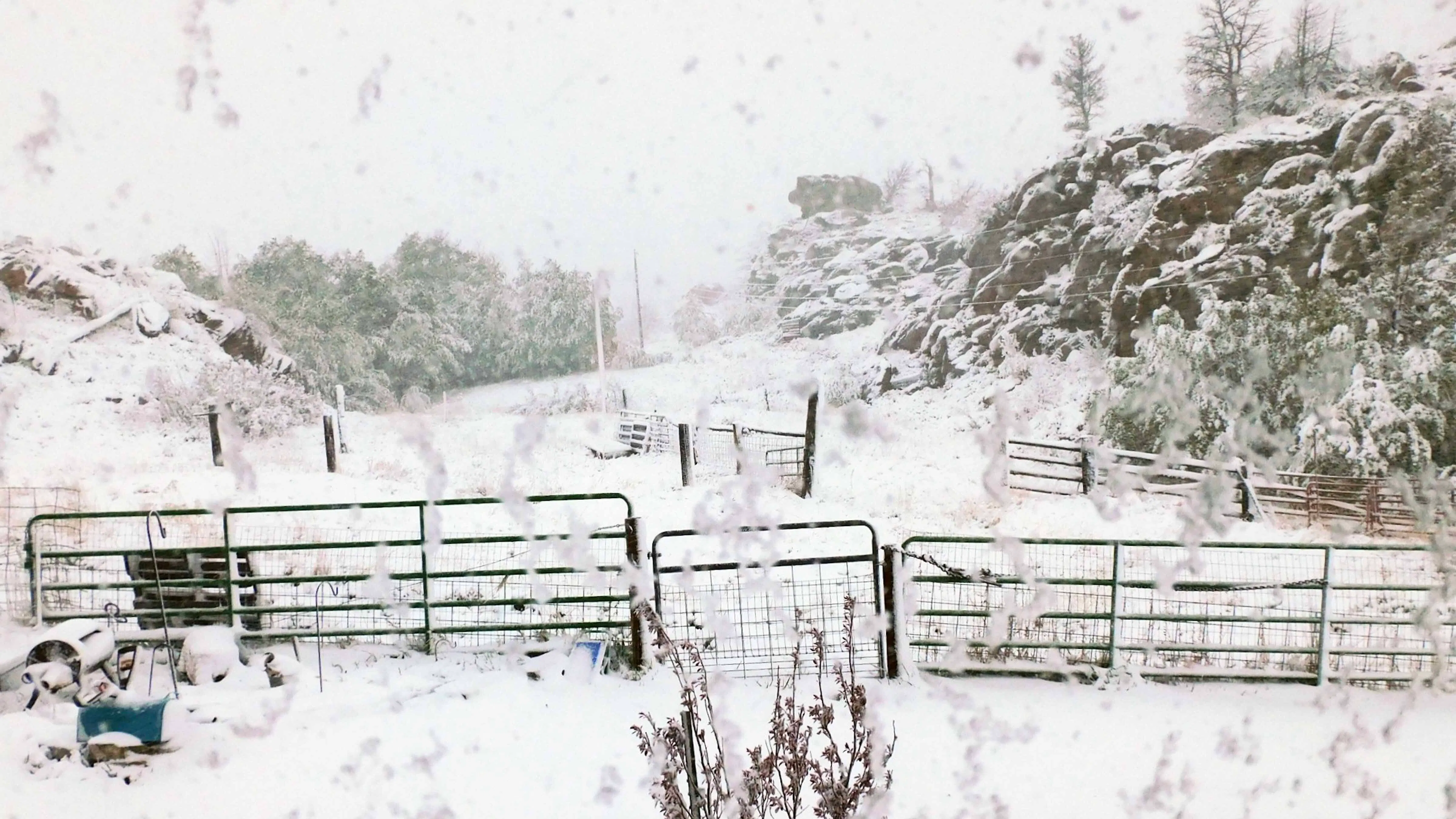 "It rained and turned to snow last night on Laramie Peak, with a low of 29.8 degrees, leaving everything frosty and frozen. I had to take this photo through the window."
