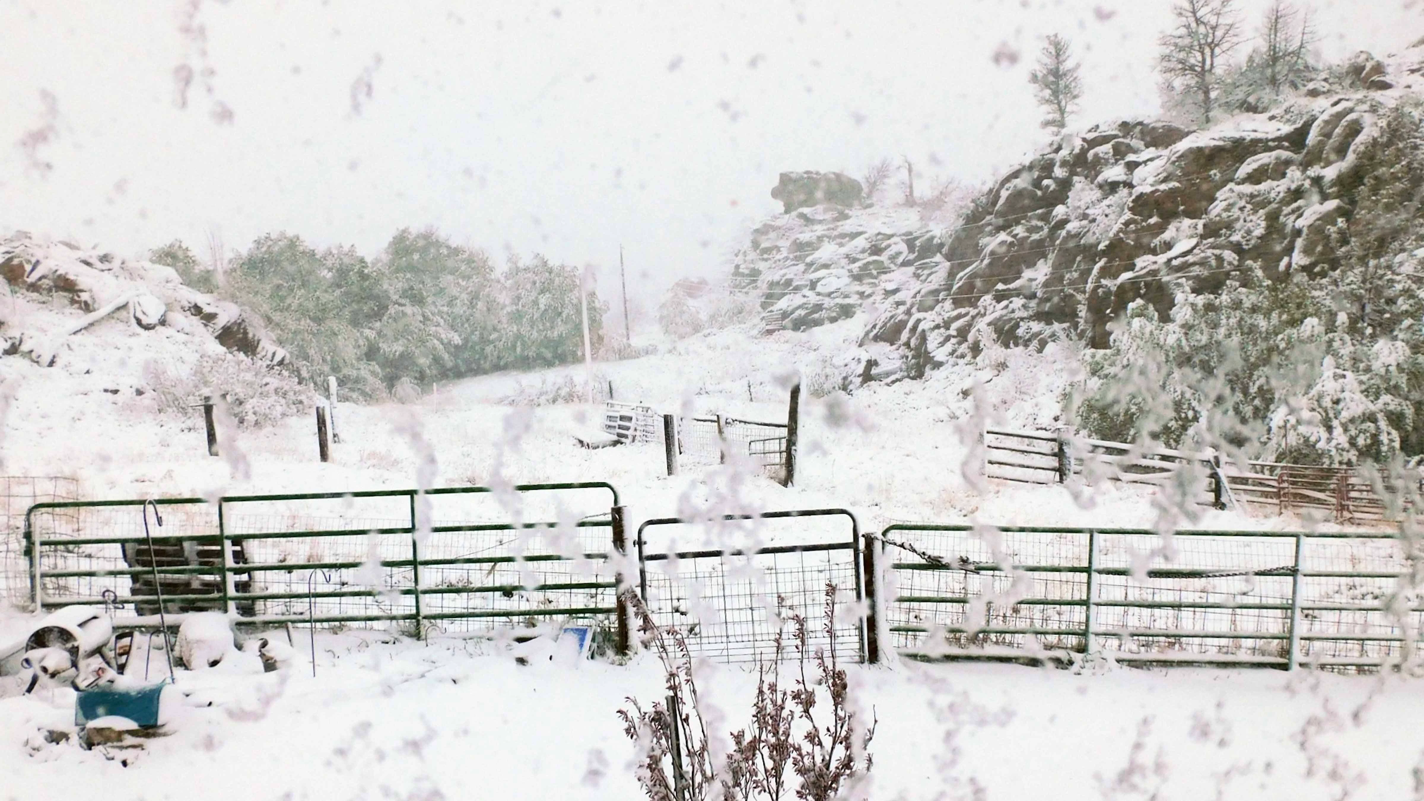 "It rained and turned to snow last night on Laramie Peak, with a low of 29.8 degrees, leaving everything frosty and frozen. I had to take this photo through the window."