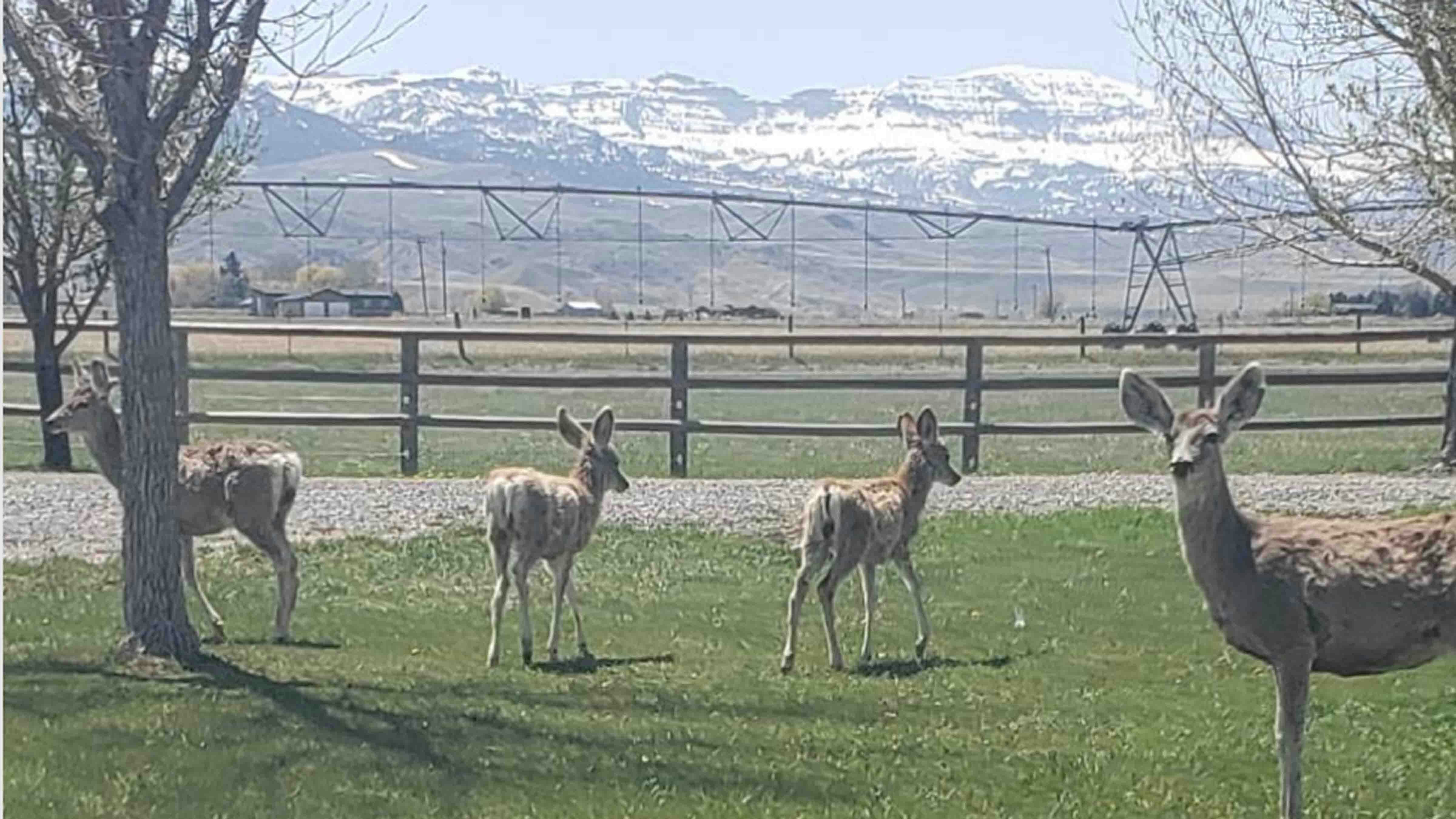 Beautiful country. Lots of wildlife. South Fork, Cody.