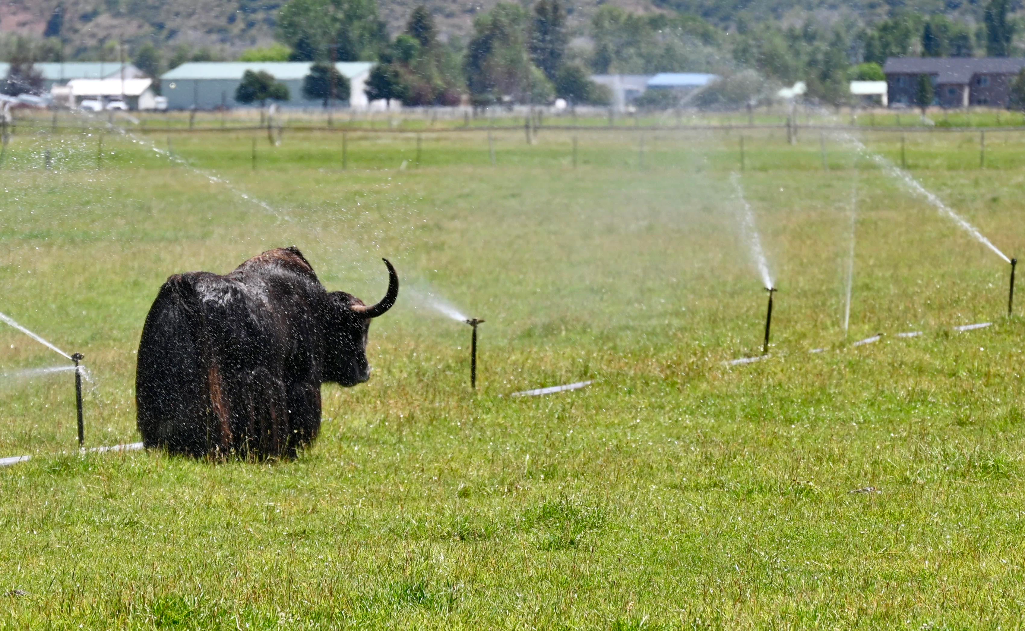 This bull yak at the Lorimer Yak Ranch in West Afton has found a great way to cool down during these hot July temps.