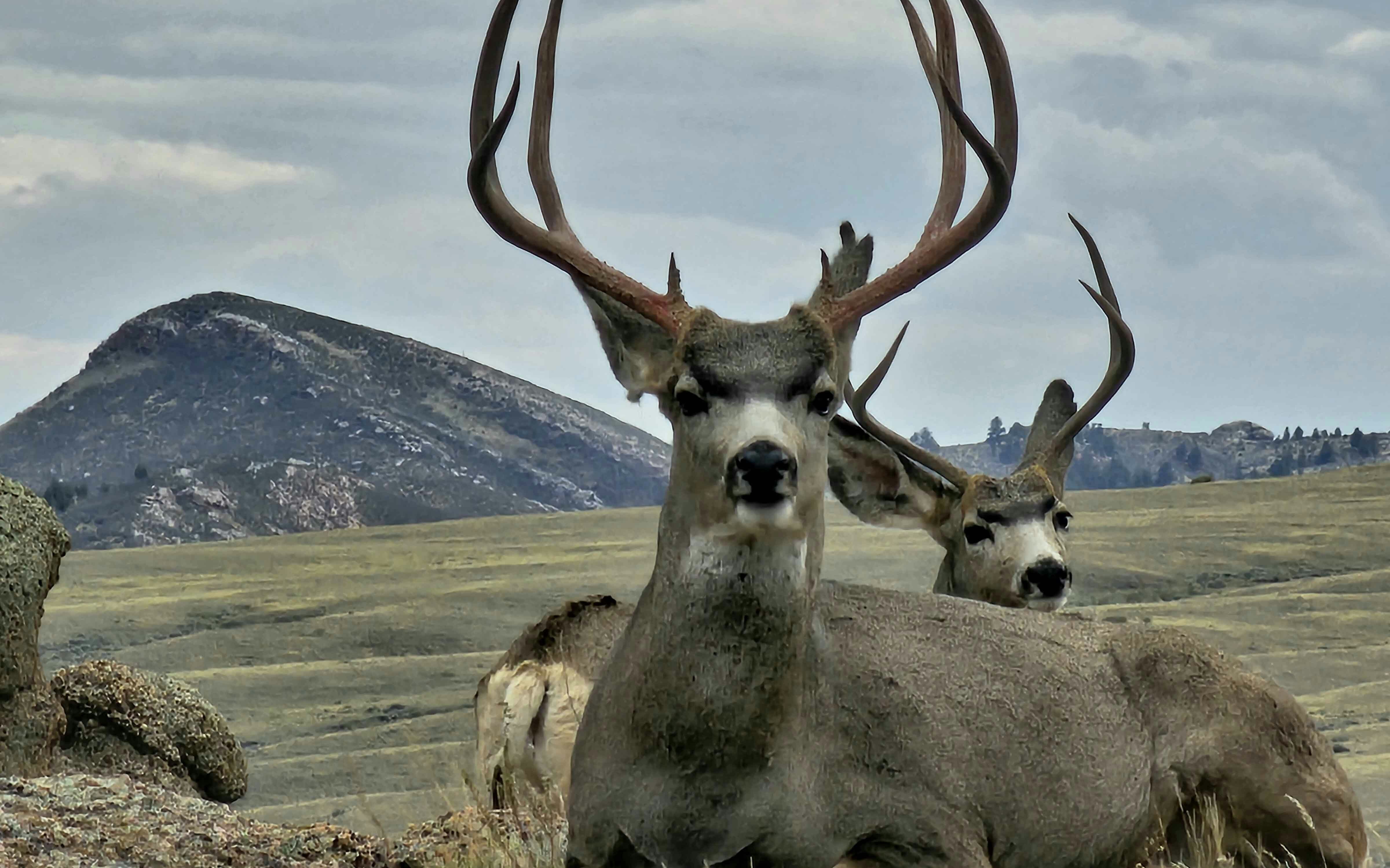 Hey CSD!  Caught this bad boy and his buddy enjoying the fall weather during a back country drive with my son.