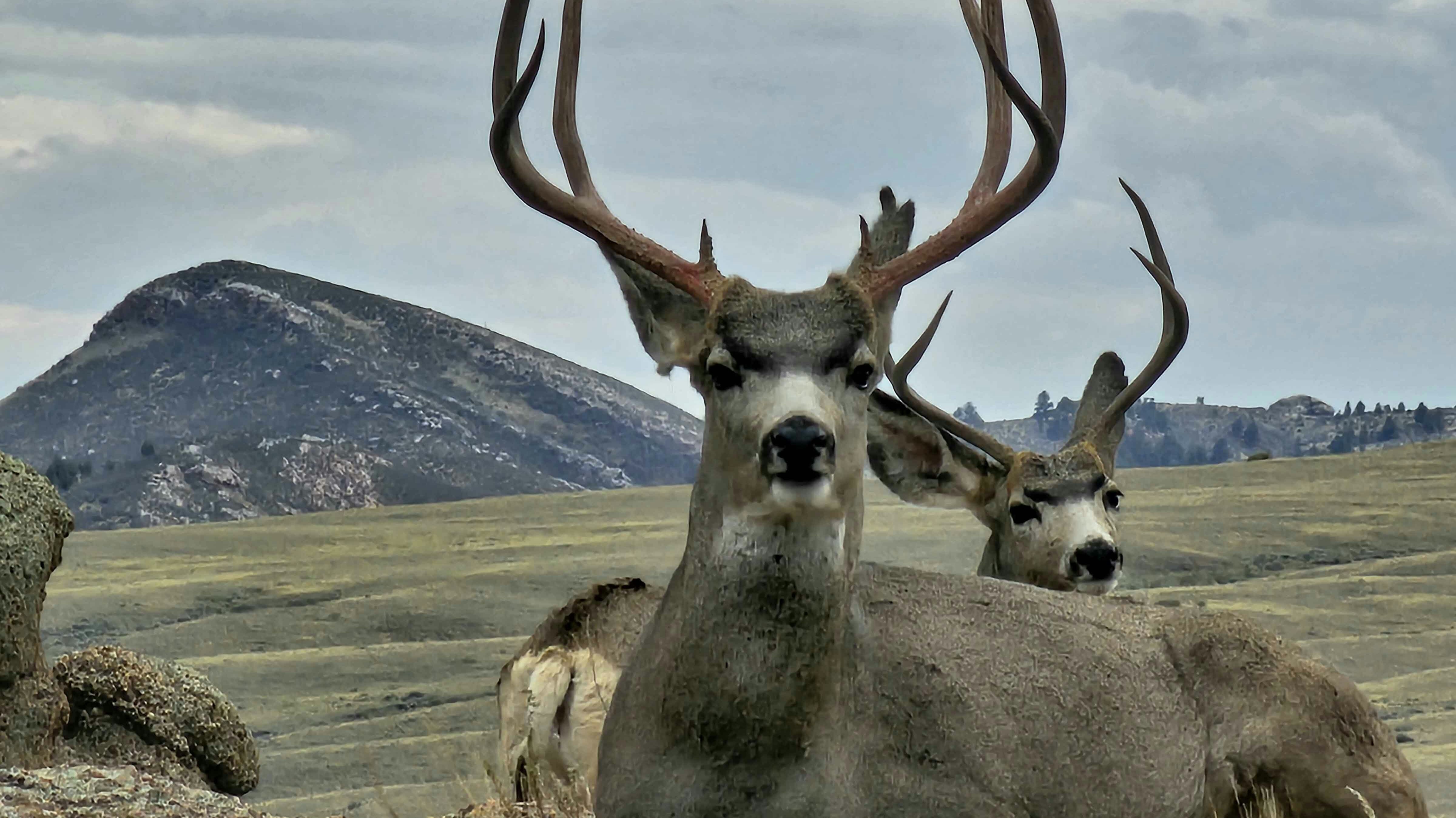Hey CSD! Caught this bad boy and his buddy enjoying the fall weather during a back country drive with my son.