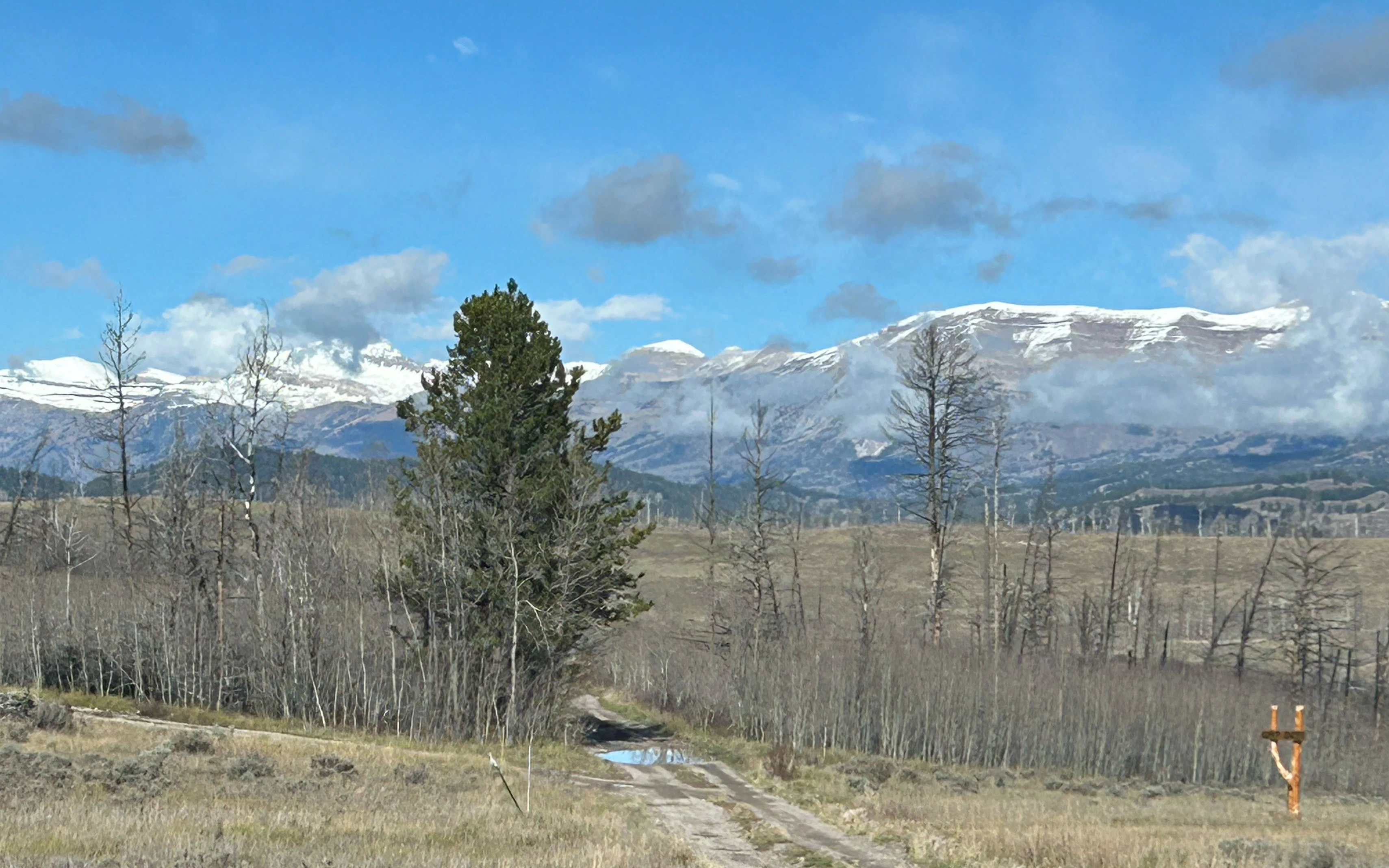 "Fresh snow on the Gros Ventres."