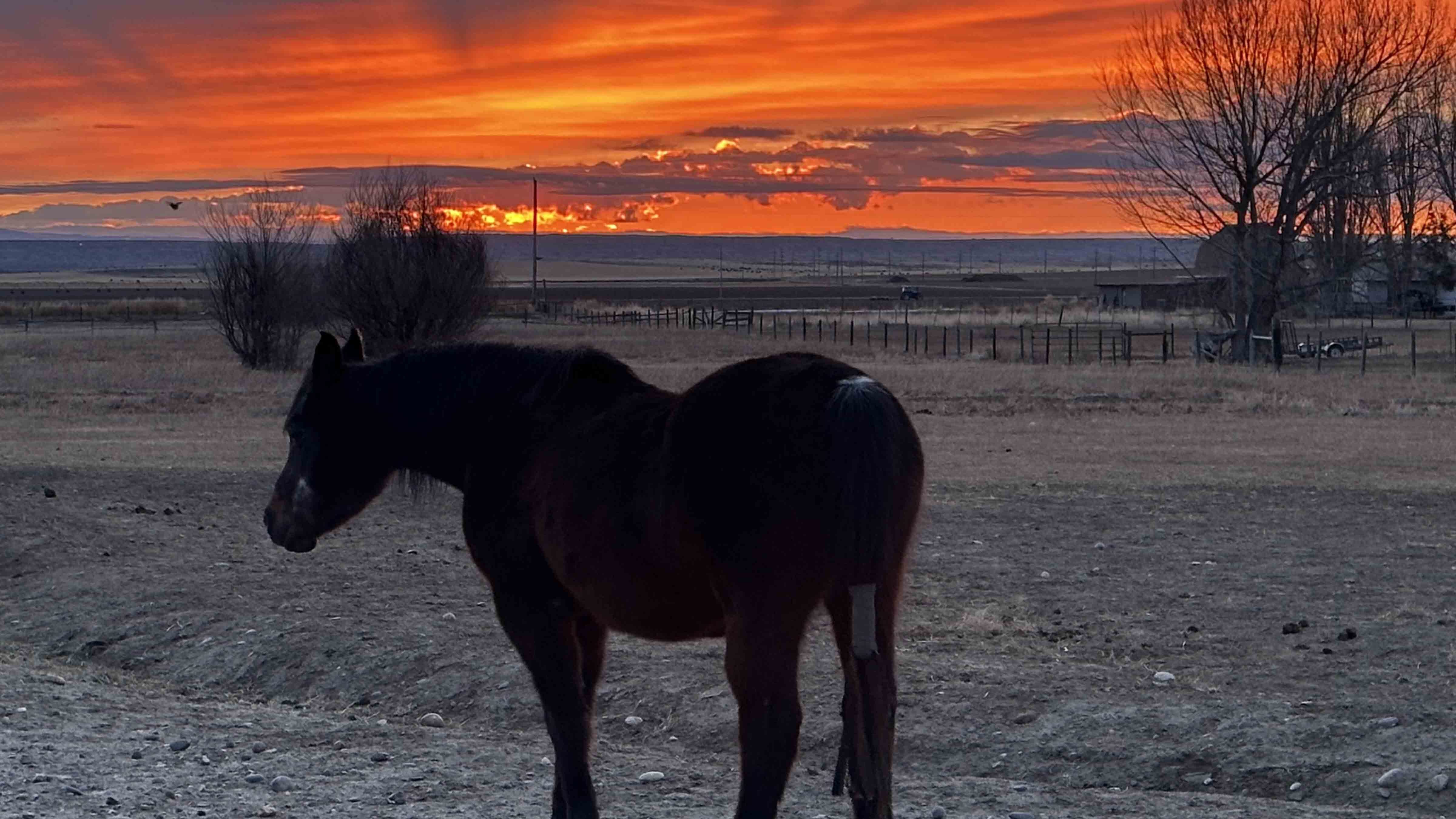 There’s nothing better than Wyoming and horses in the morning