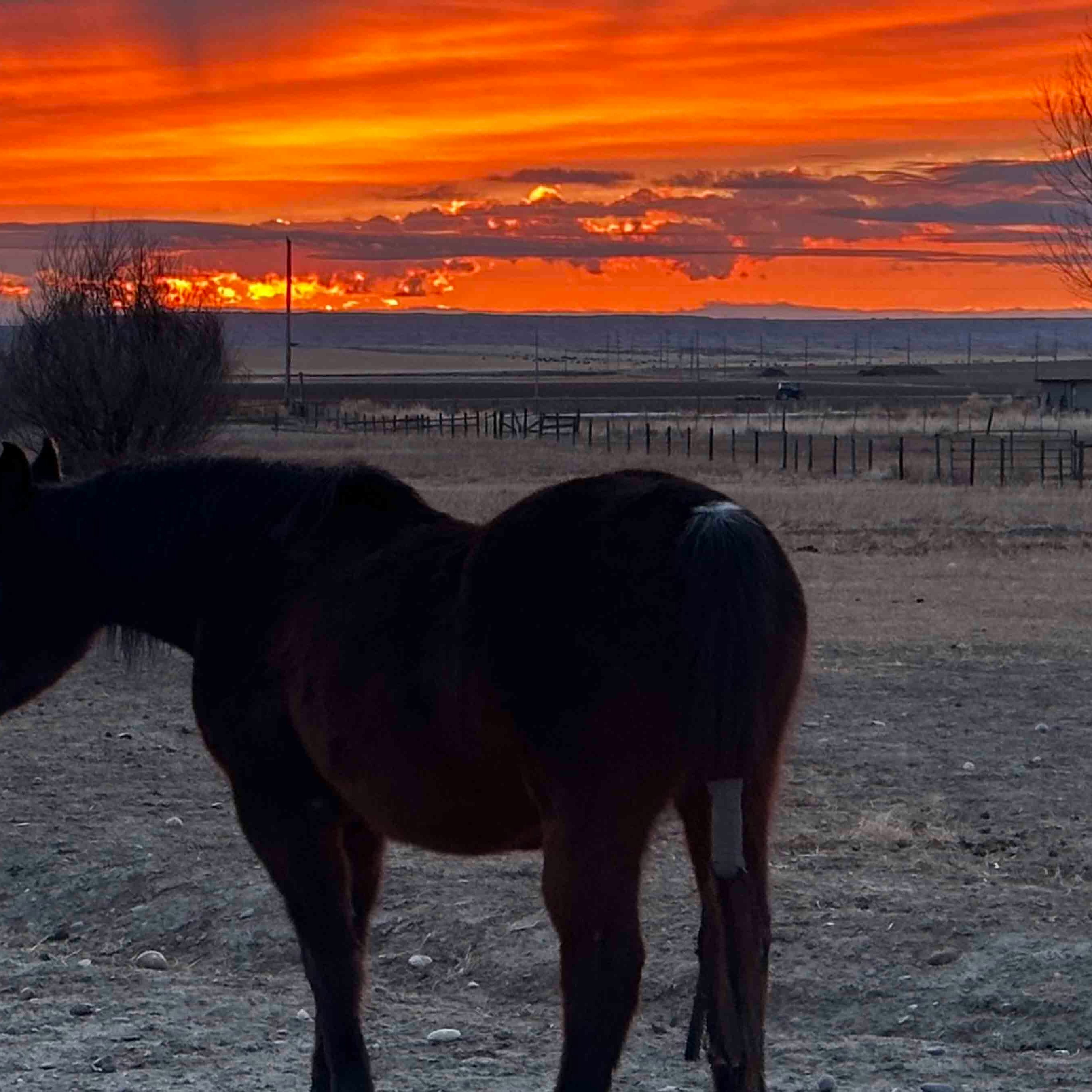 There’s nothing better than Wyoming and horses in the morning