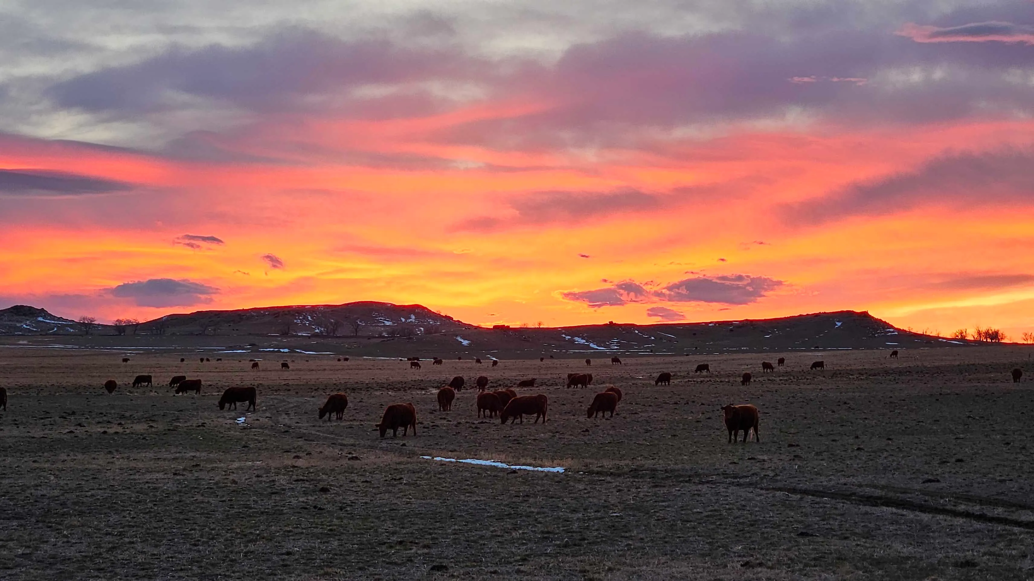 Cattle enjoying the last few moments of twilight near Douglas, Wyoming.