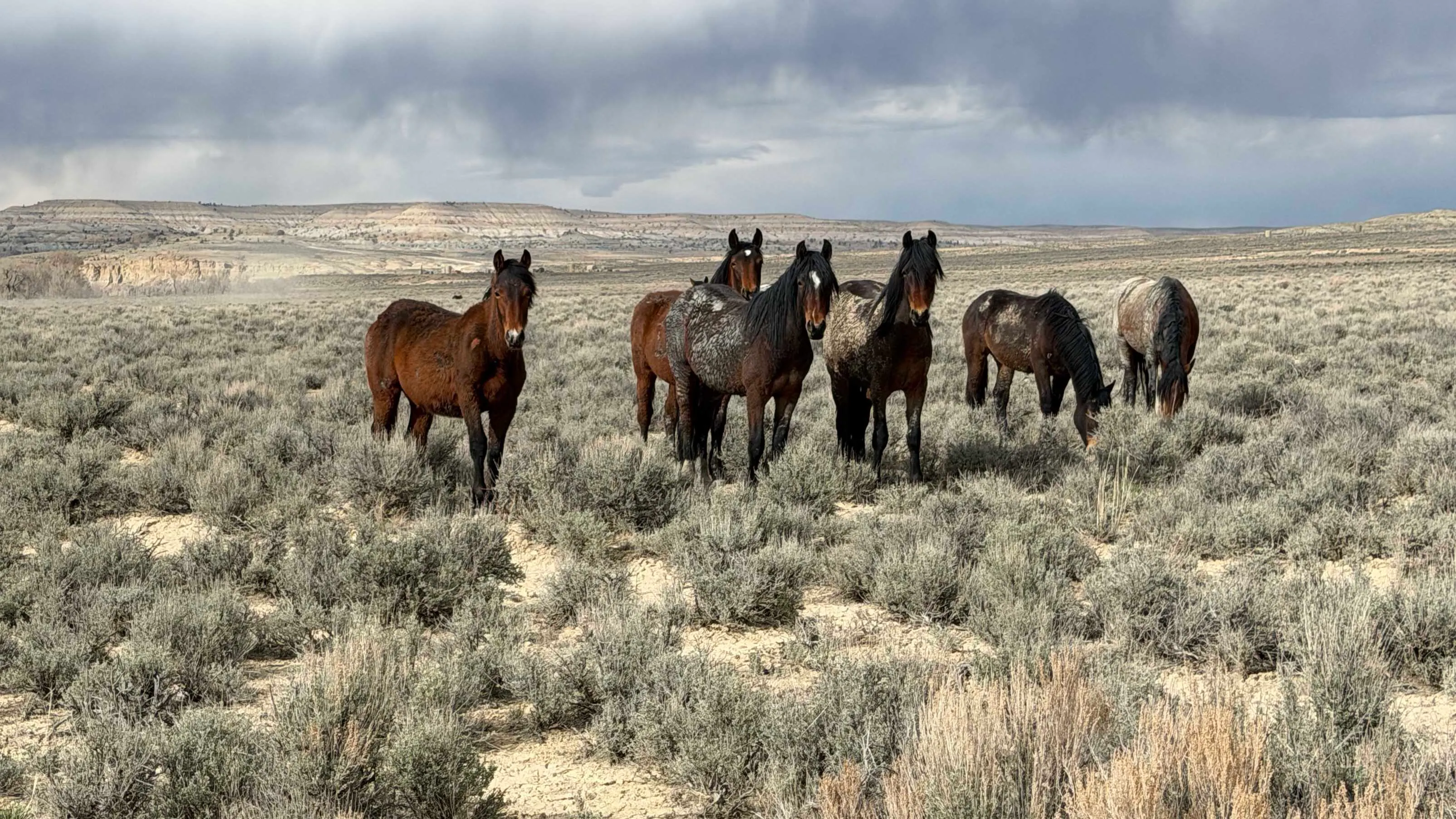 "Wild horses near Fontenelle Reservoir waiting for some much-needed moisture."
