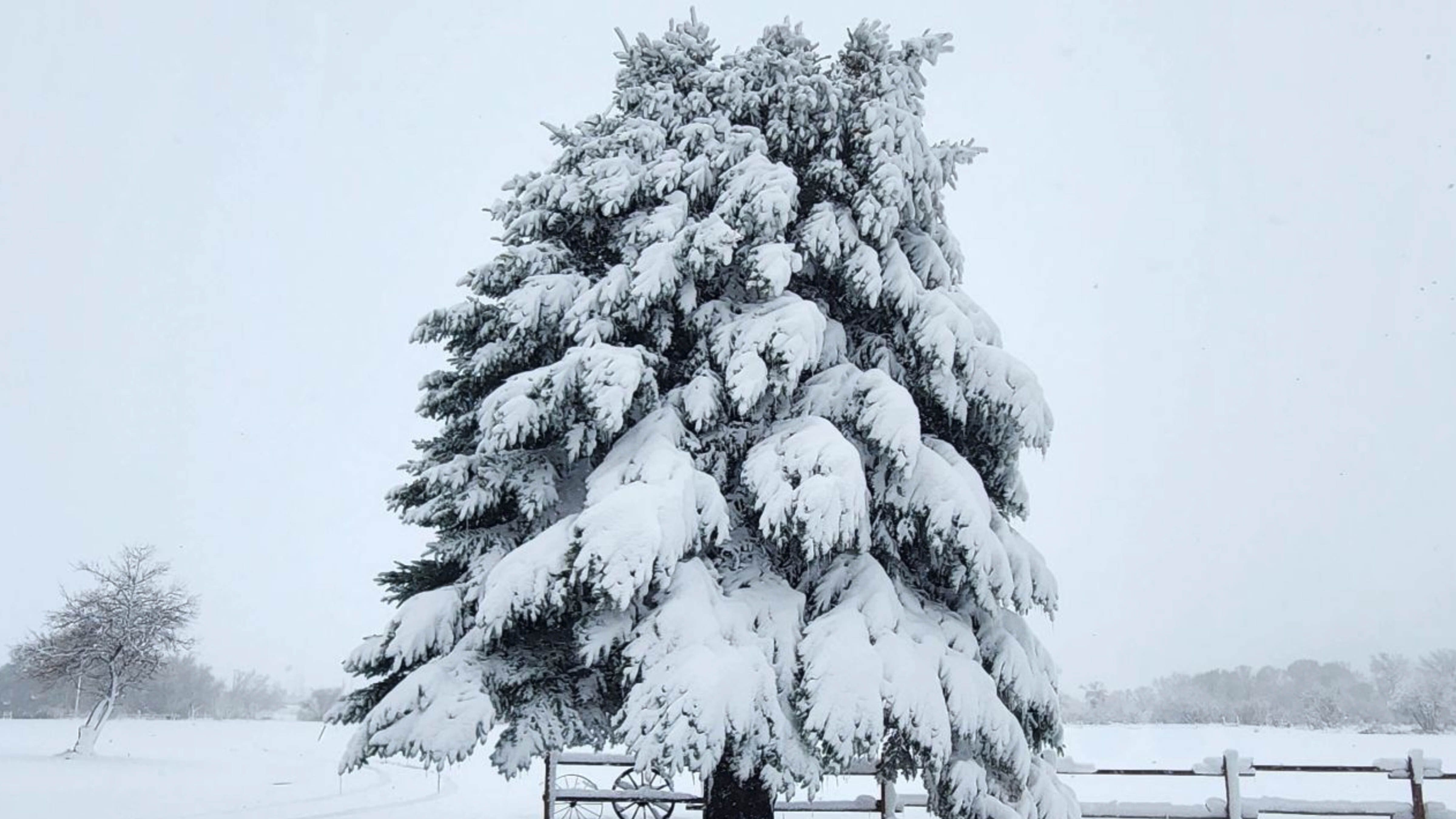 "When blanket-heavy whiteout snow weighs tree boughs down to the ground and hides the epic majesty of the Big Horn Mountains just south of Sheridan."