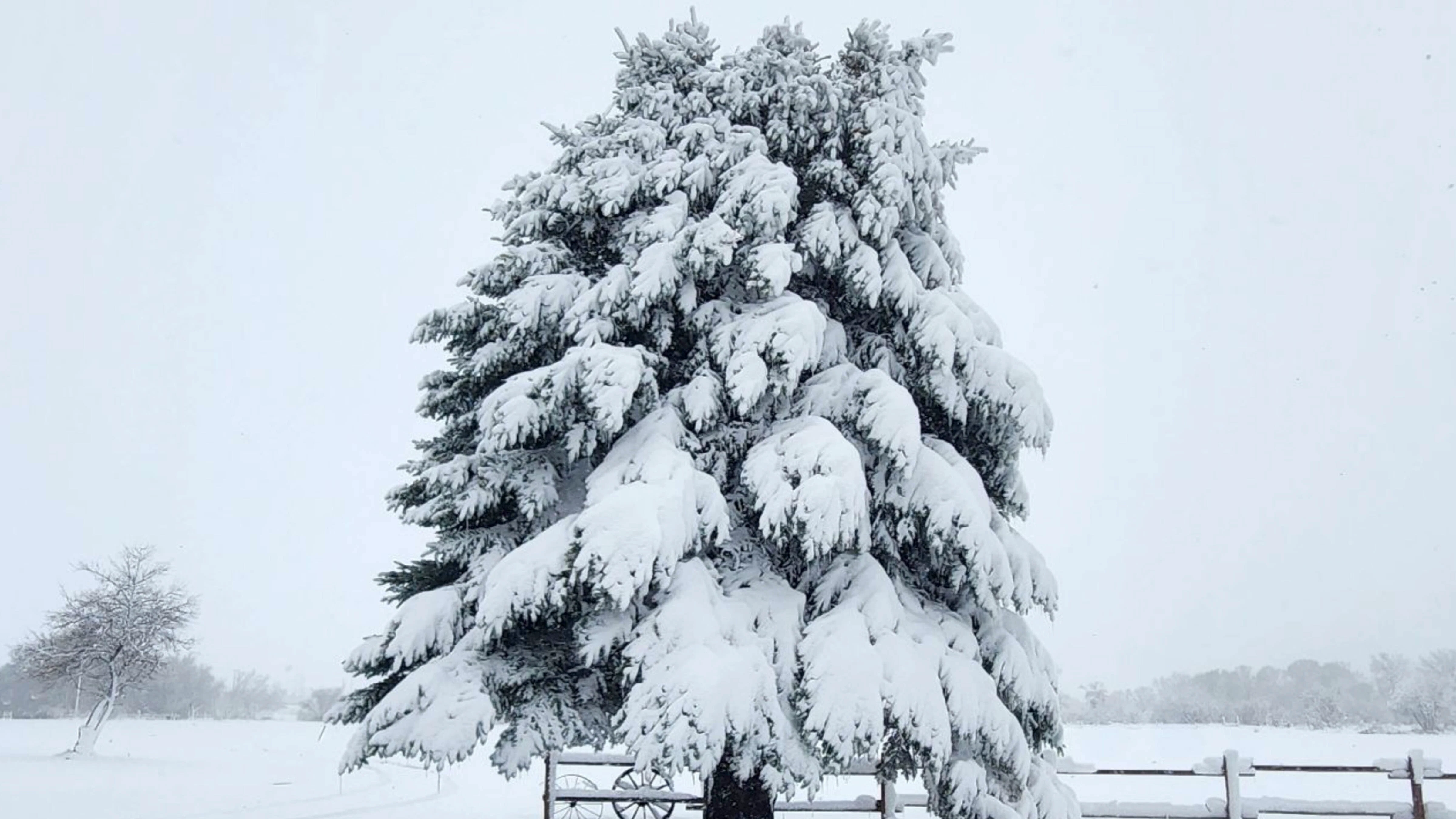 "When blanket-heavy whiteout snow weighs tree boughs down to the ground and hides the epic majesty of the Big Horn Mountains just south of Sheridan."