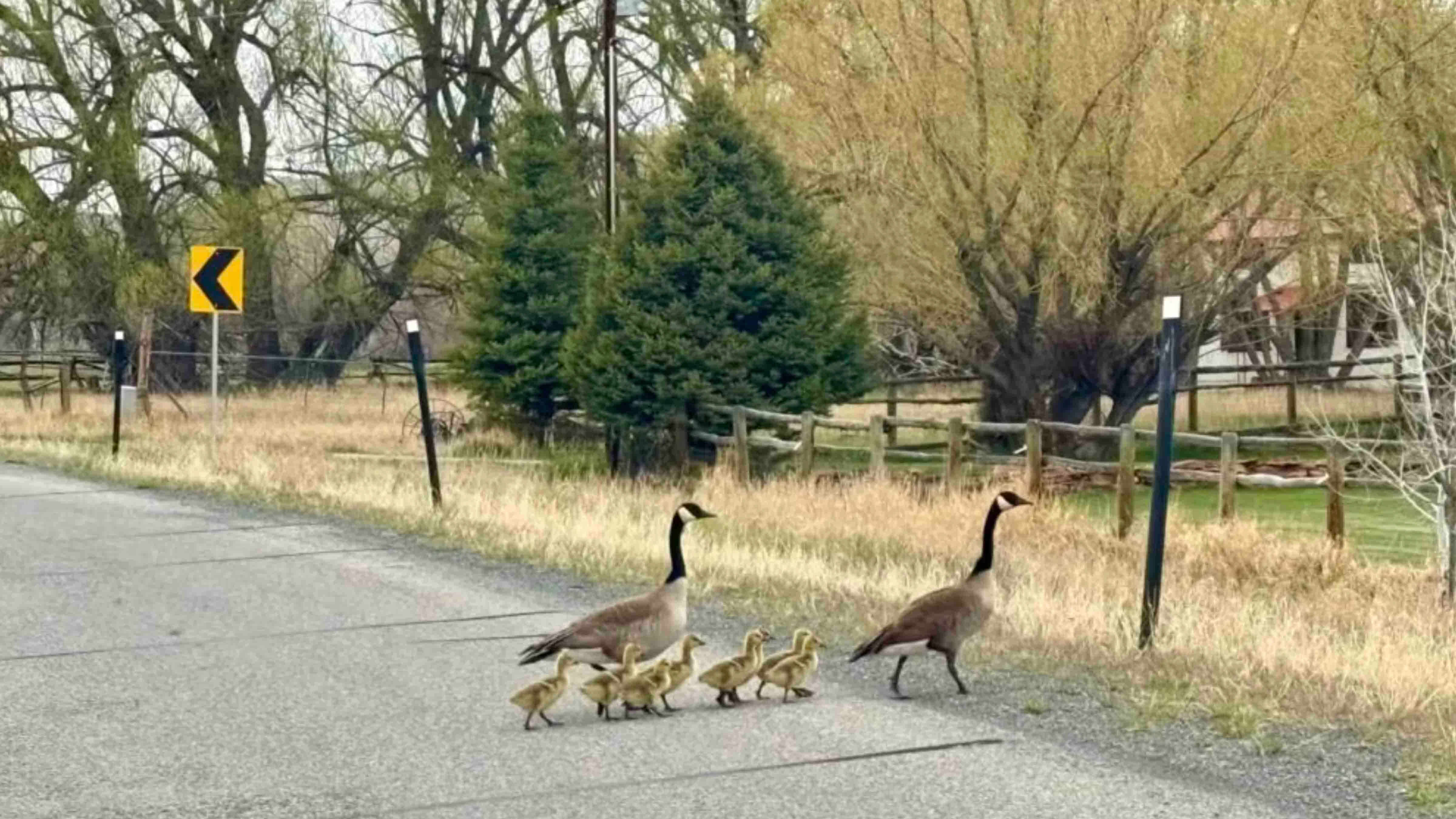 "Spring arrives one tiny step at a time."