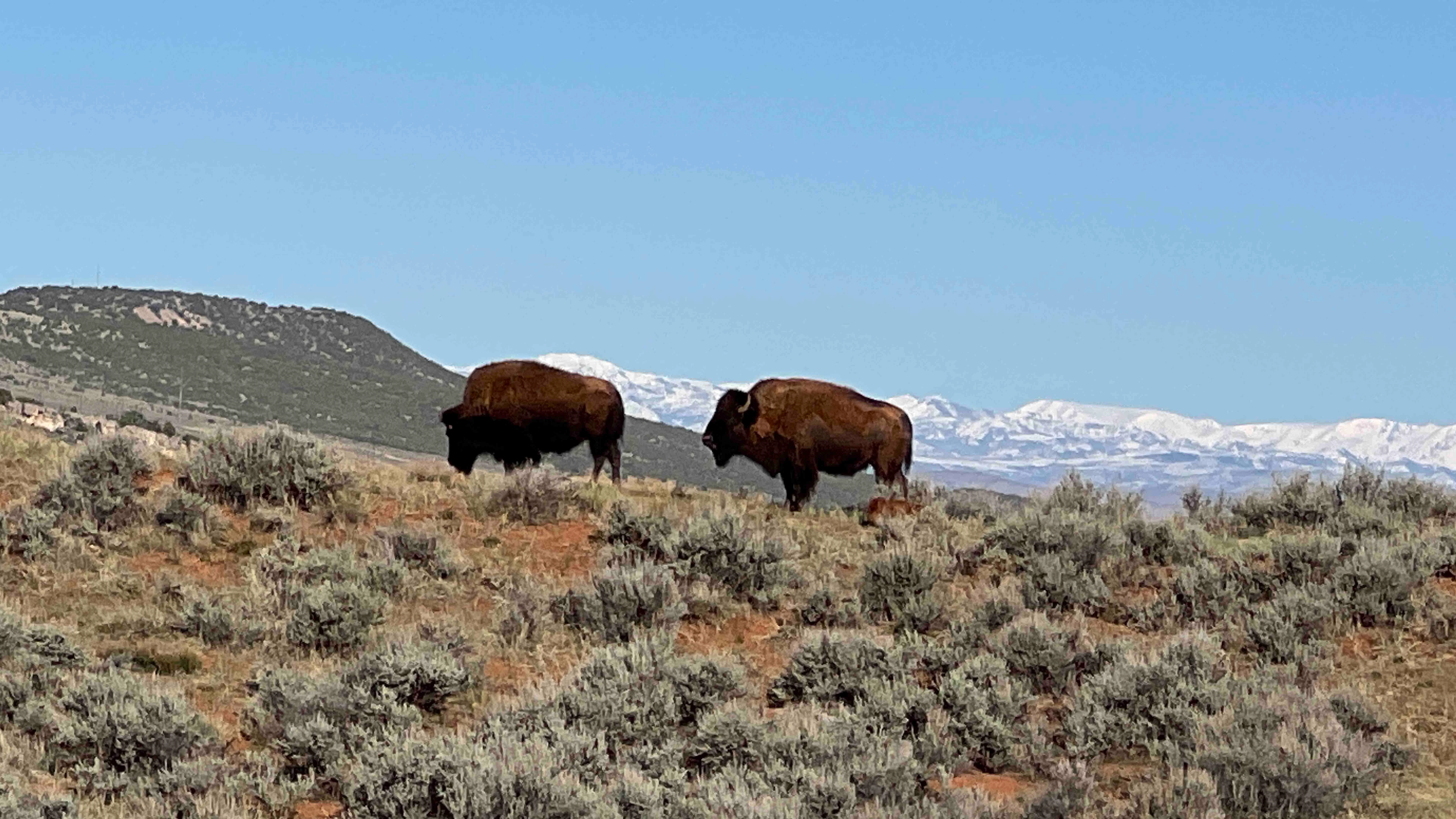 "Springtime in the Big Horn Basin"