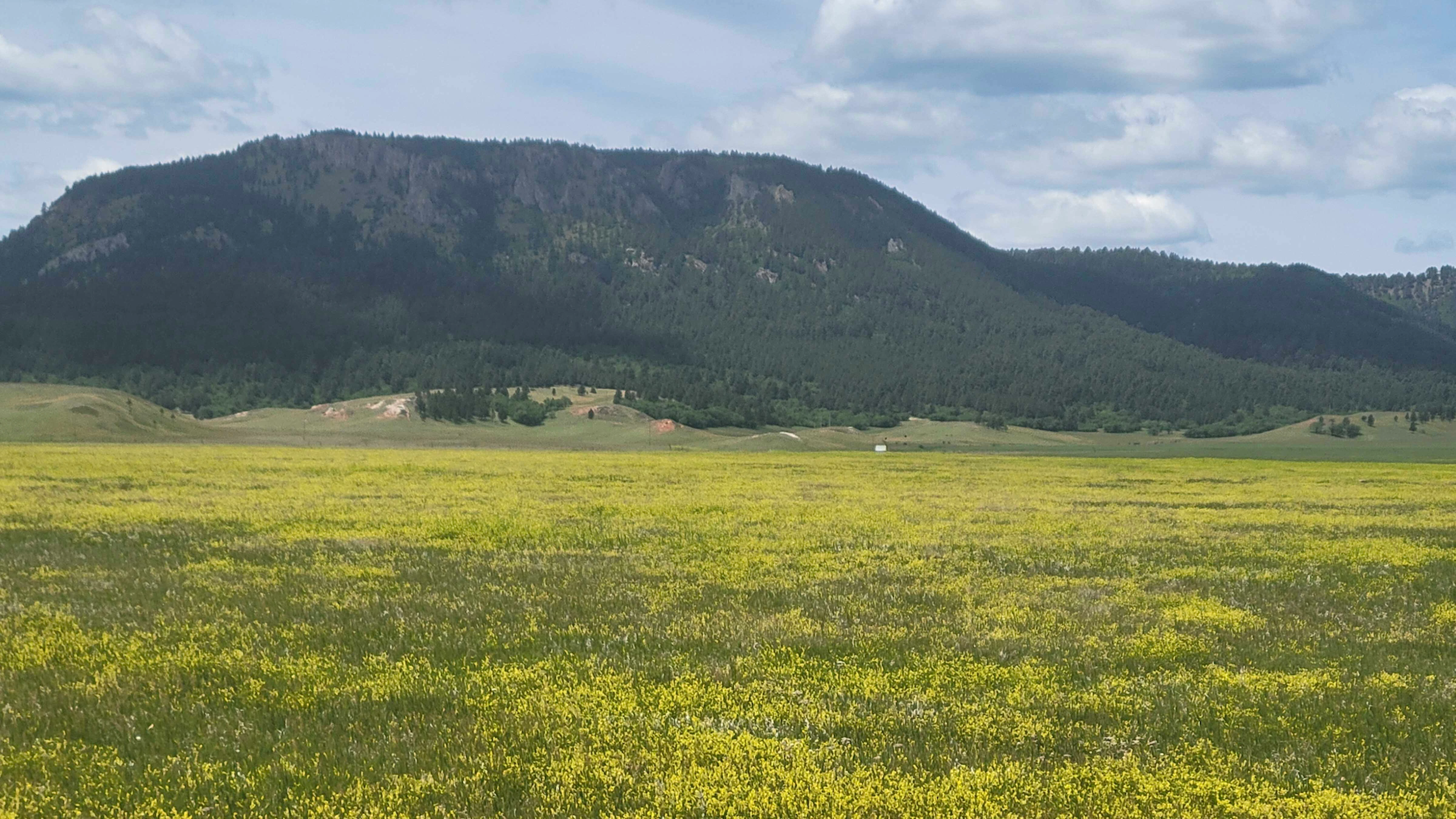 "Sweet clover in Government Valley. Crook County, Wyoming."