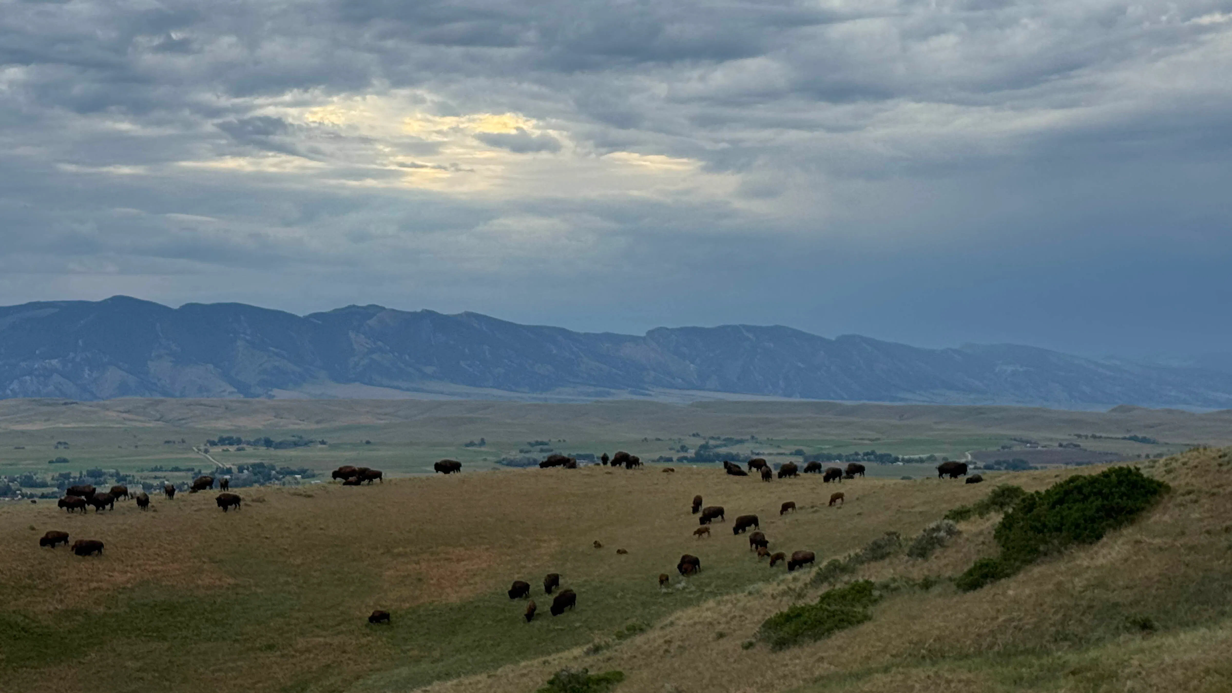 I was hoping for a more colorful sunset over the Big Horns as a herd of buffalo eat their supper south of Sheridan!