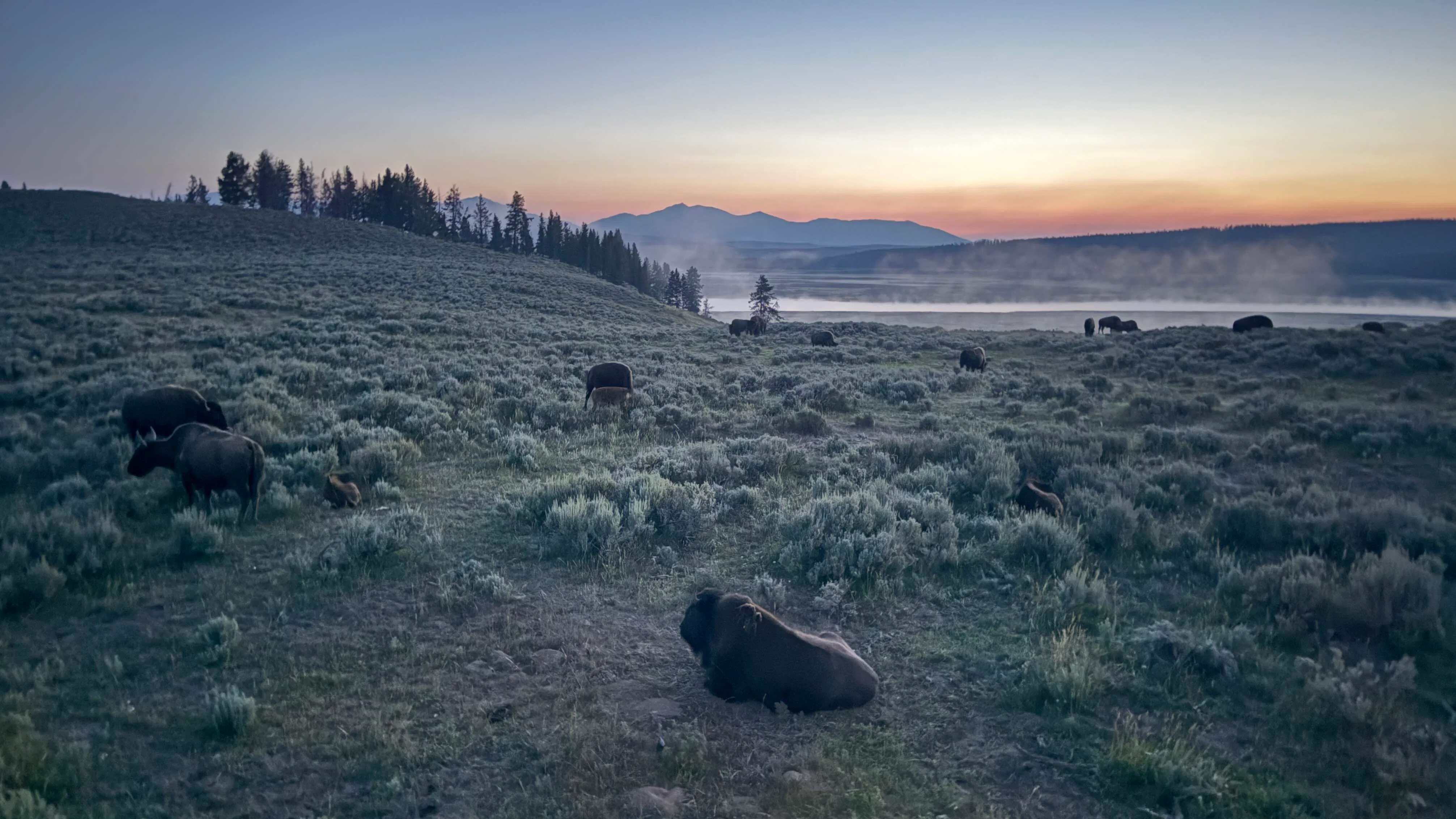 Yellowstone River articulating through Hayden Valley’s Bison.