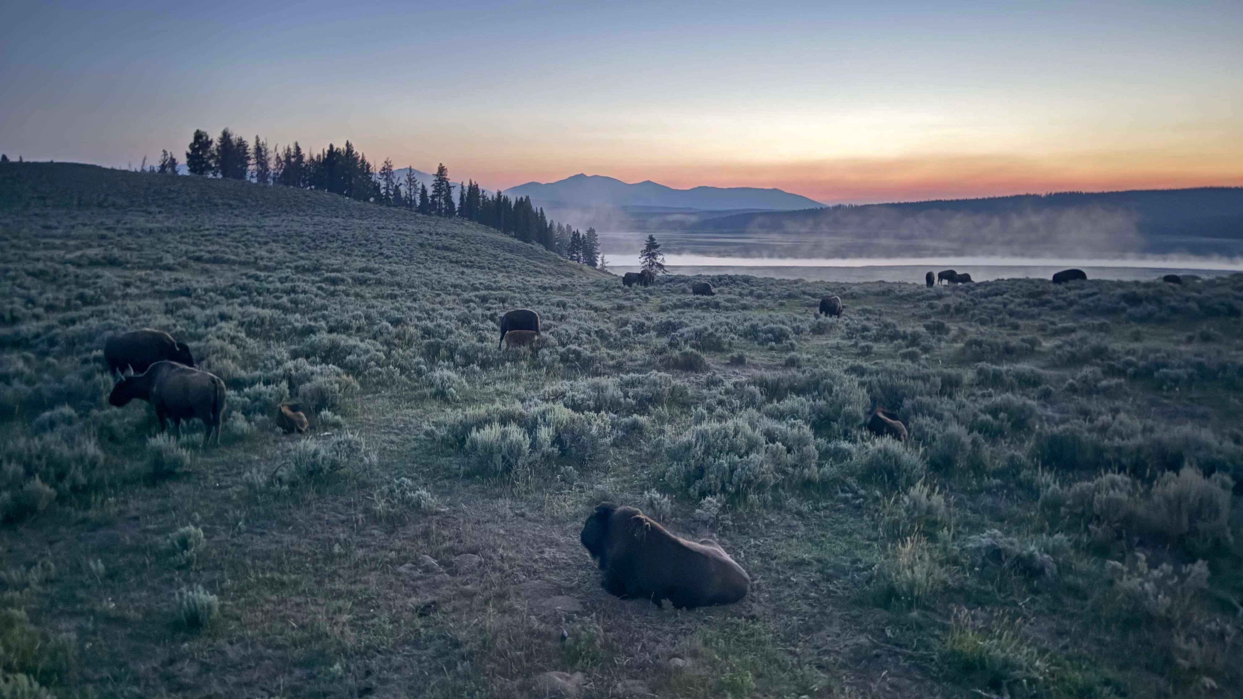 Yellowstone River articulating through Hayden Valley’s Bison.