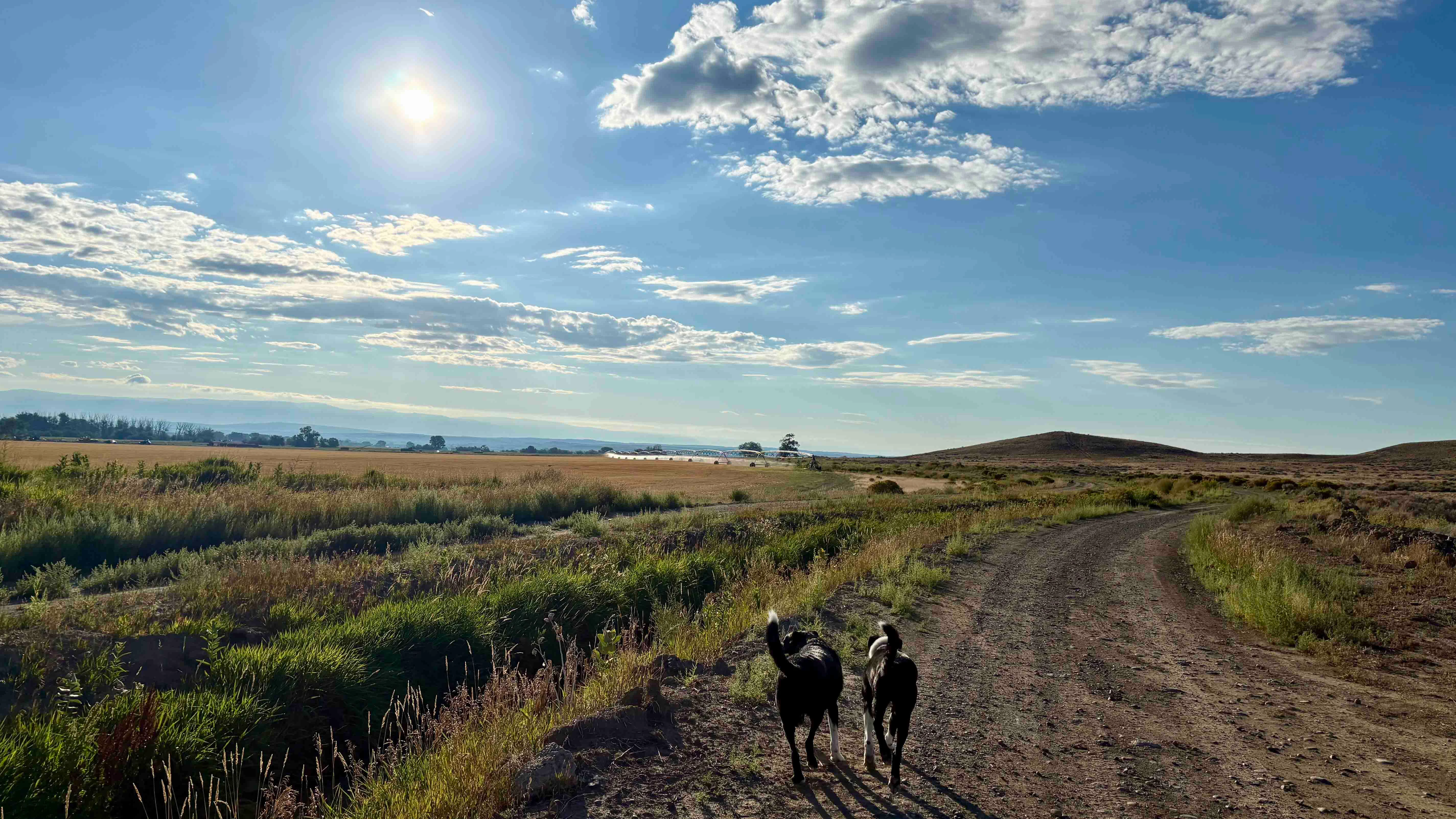 Not a sunrise or sunset- just a beautiful morning walking my dogs along the irrigation canal.