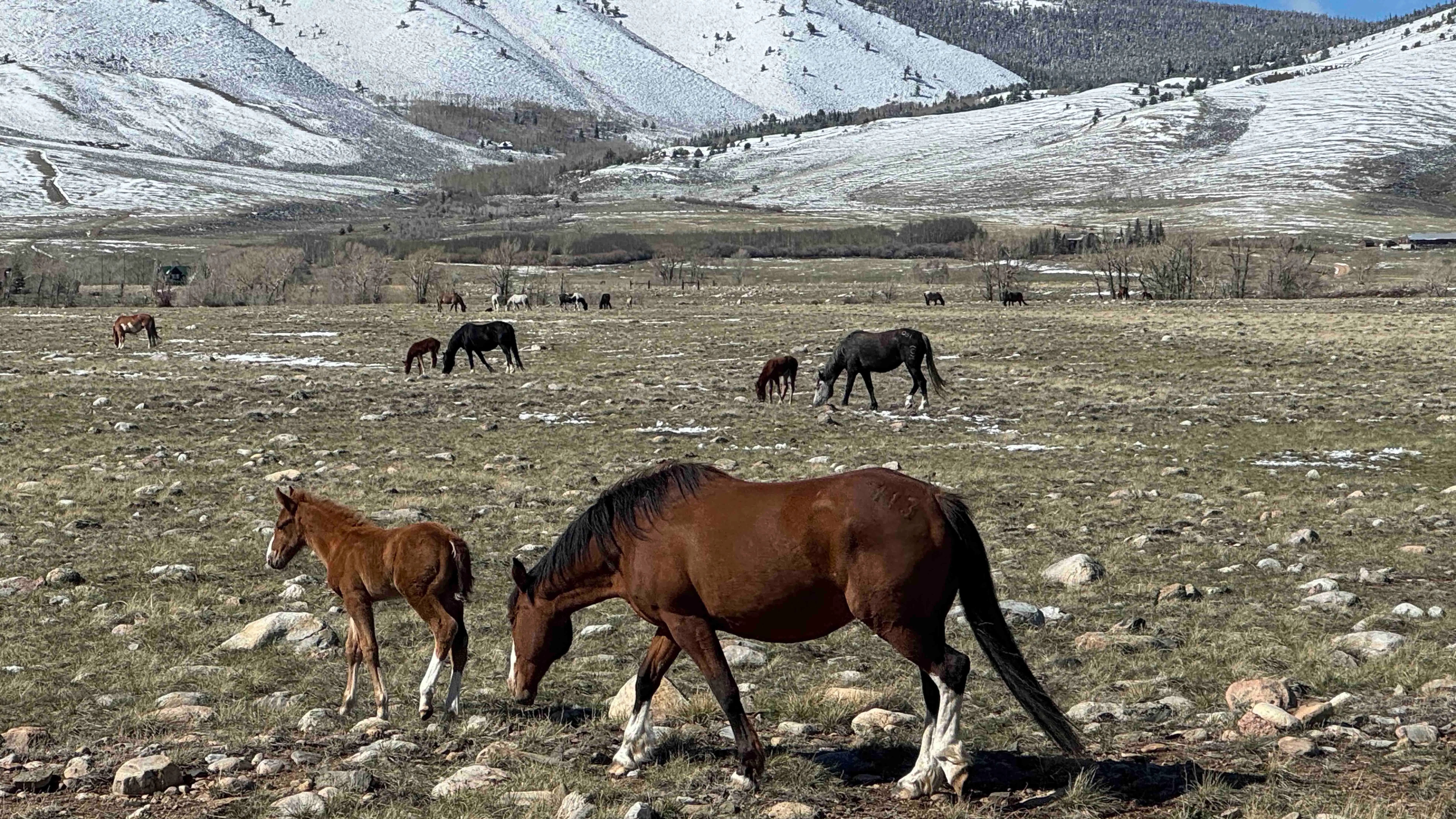 "Spring babies in Centennial"