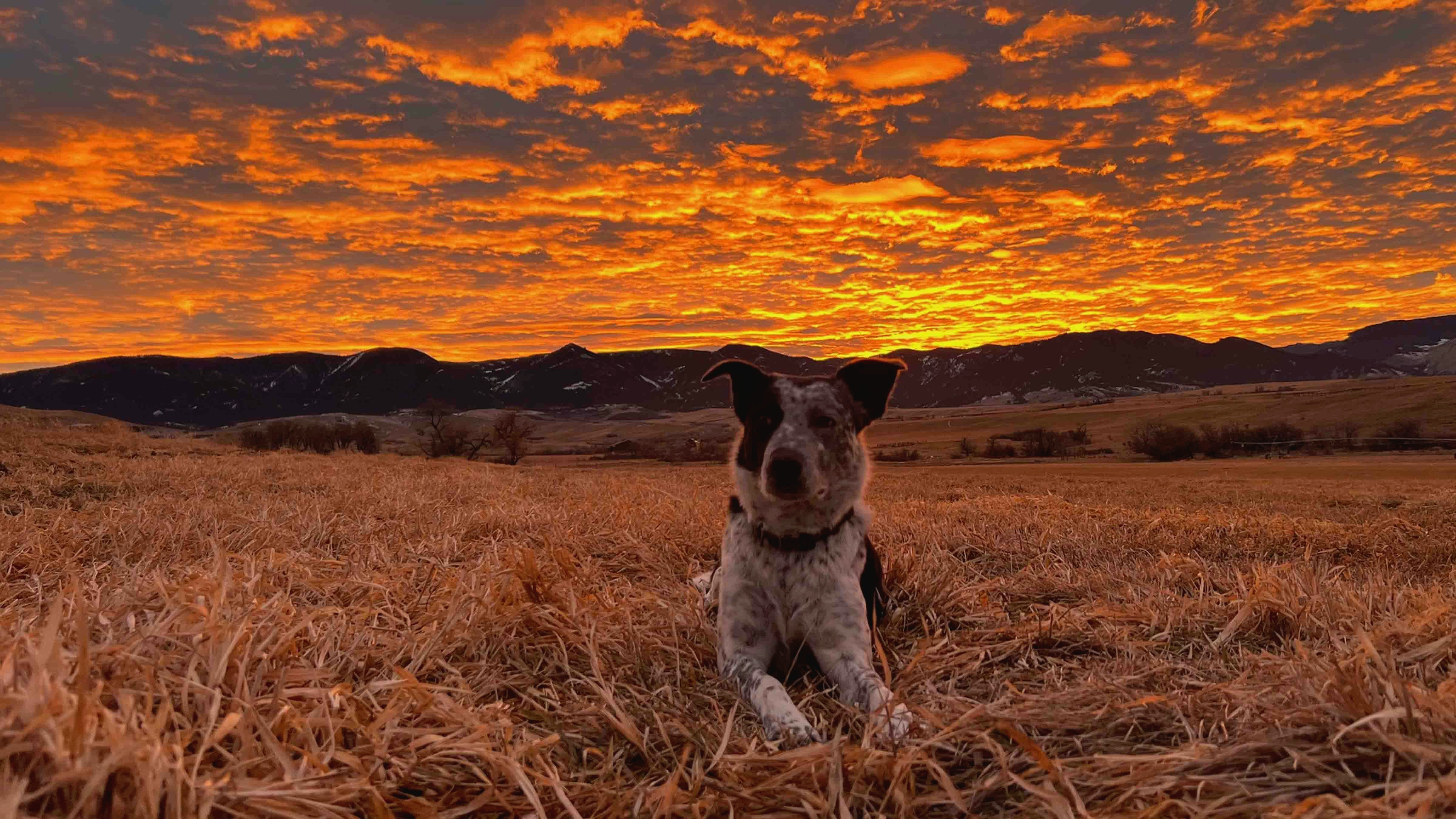 BO enjoying the sunset at the base of the Bighorns after checking cows on Dec 29, 2023
