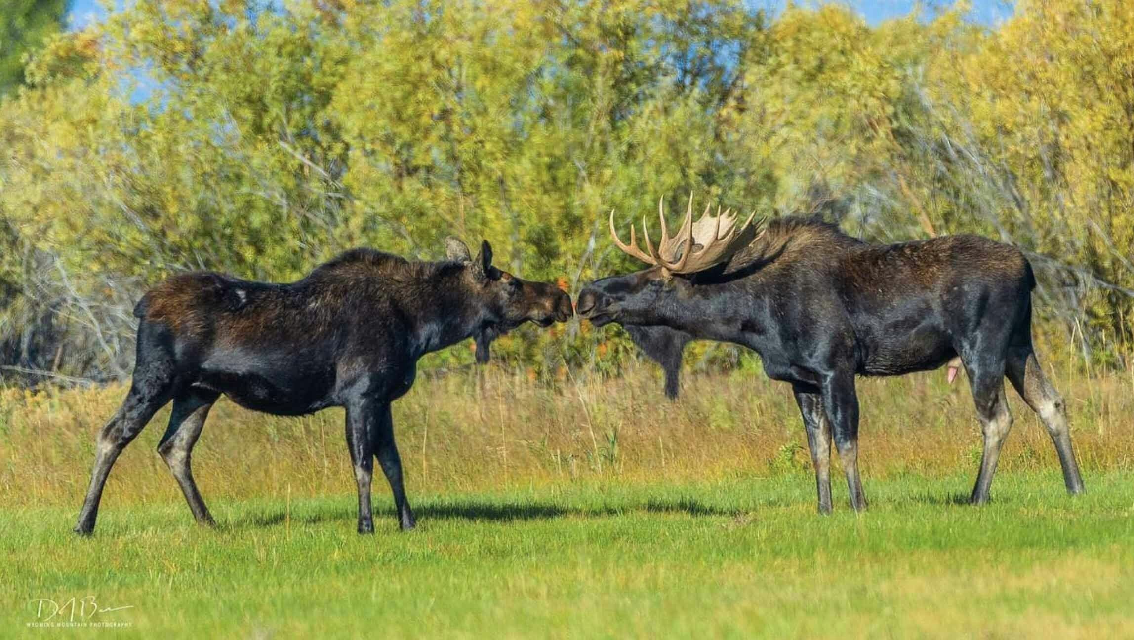 Moose in love at Seven Mile River Ranch in Sublette County on September 23, 2023.