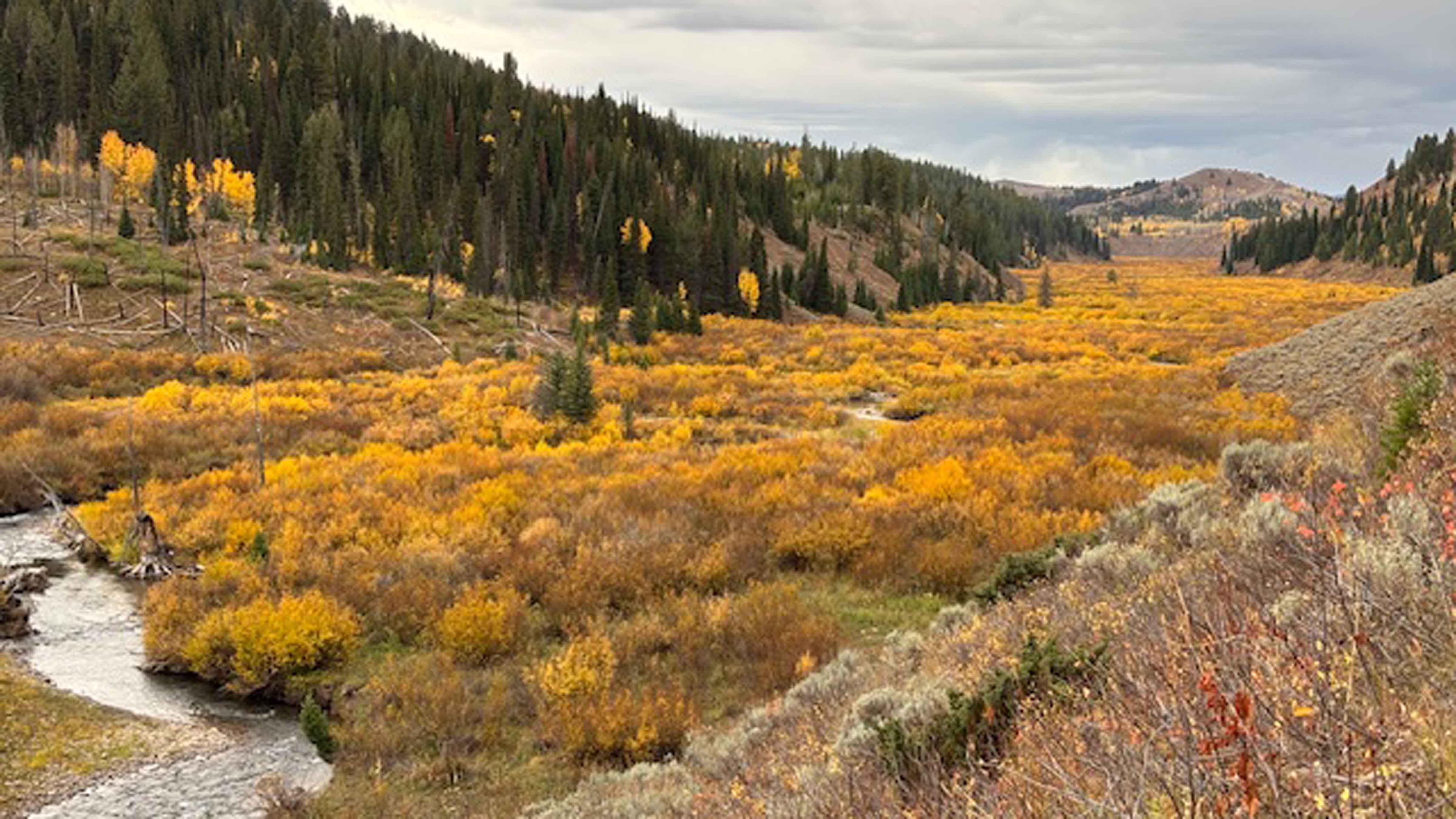 "A river of Gold! Smith Fork River in the Bridger - Teton National Forest. Awesome!"
