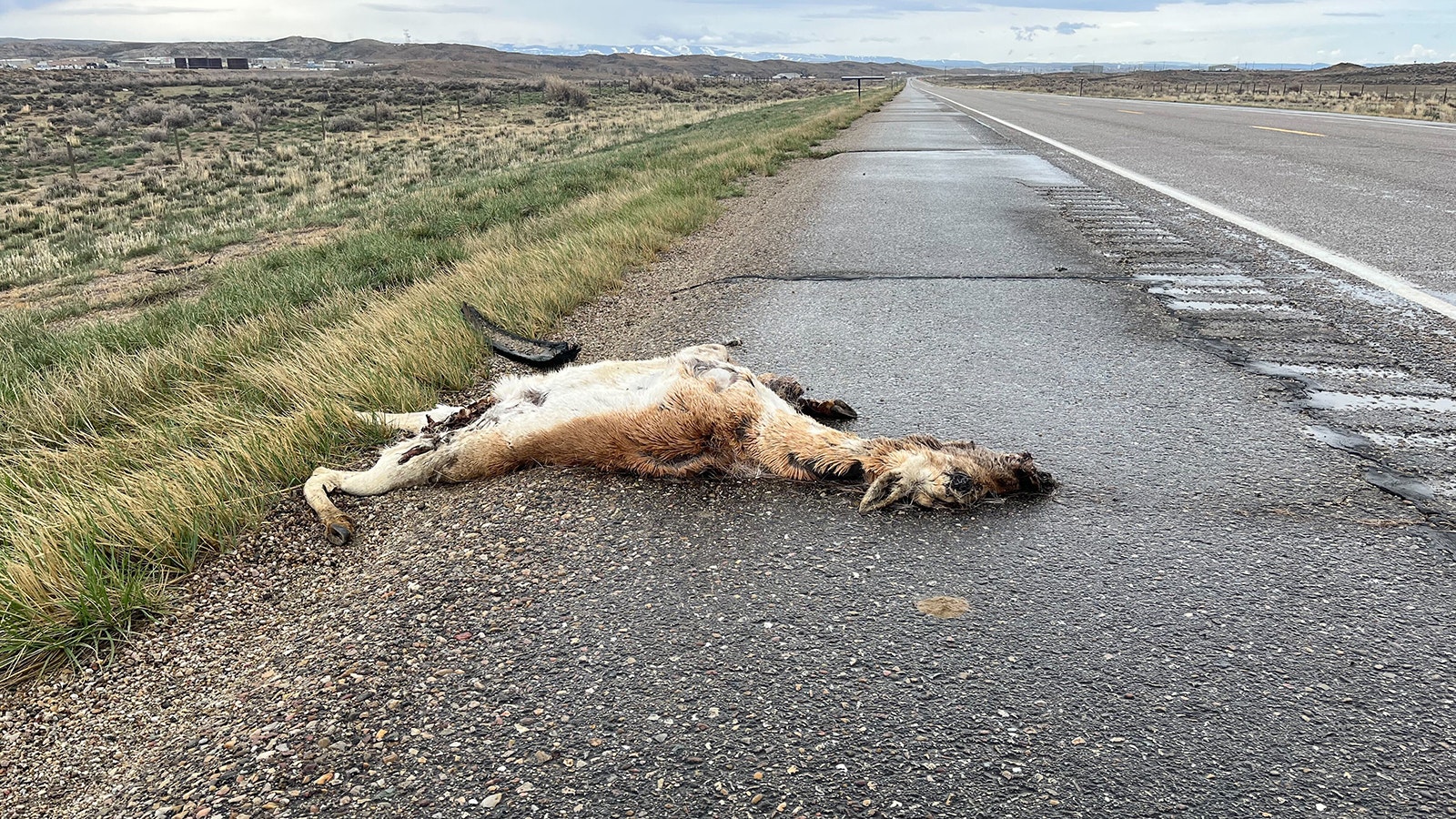 While it may be tempting to pull over and take carcasses, heads or other parts of wildlife from alongside roads, it's illegal without an $8 permit.