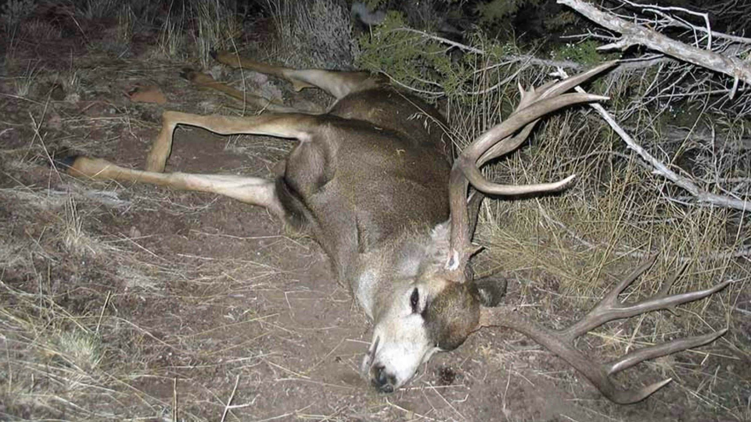Dead deer scaled