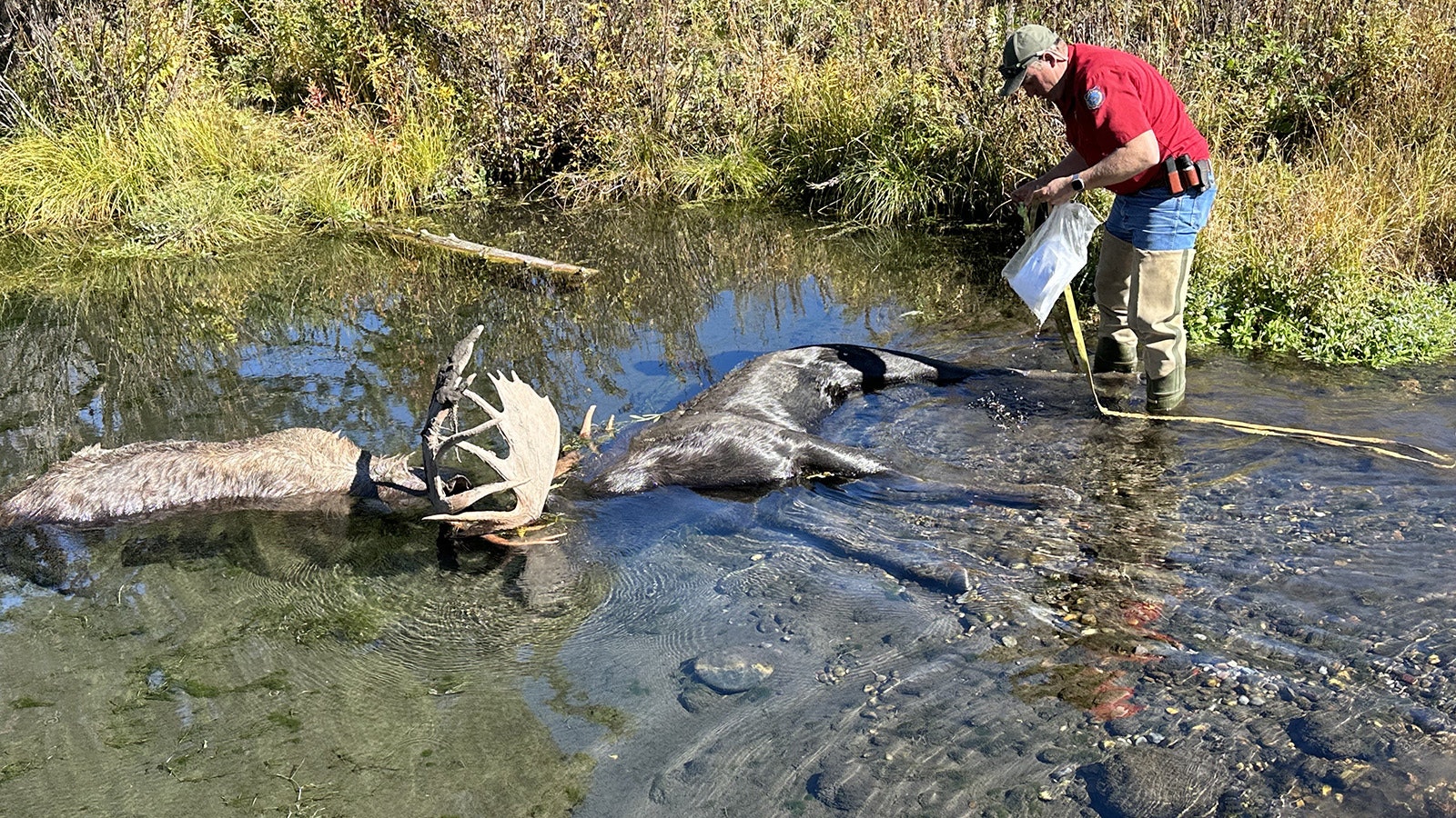 Wyoming Game and Fish Department South Jackson Game Warden Kyle Lash prepares to pull two mature bull moose with locked antlers from Fish Creek near Wilson.