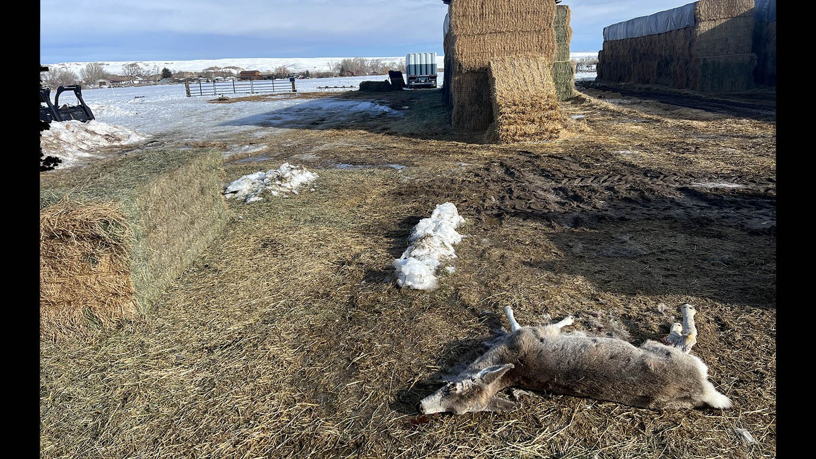 Dead mule deer hay ingestion