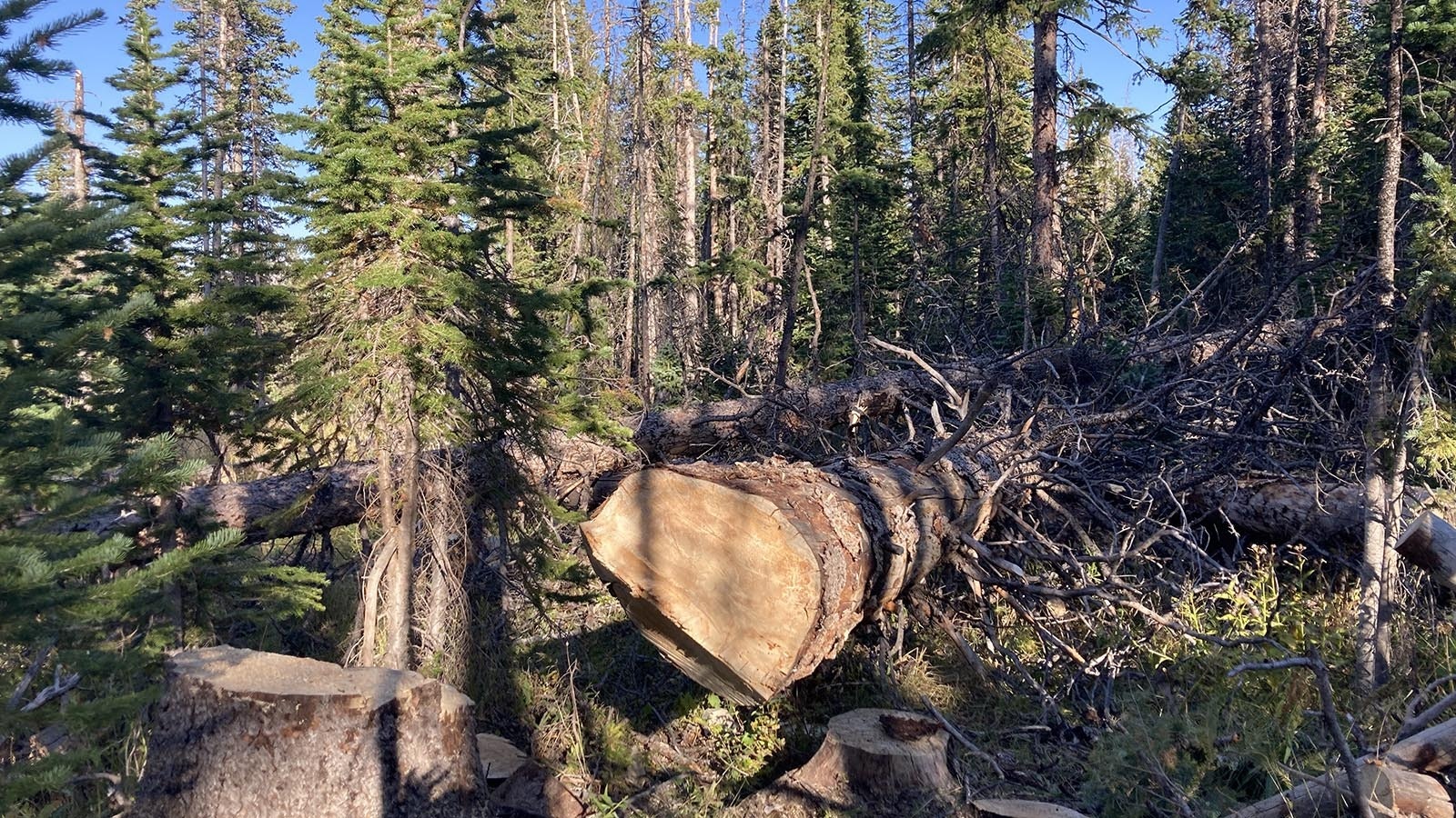 Buildup of dead timber is a concern on National Forests in Wyoming and other Western States. Some forest users hope that under new leadership, the Forest Service will start cleaning it up.